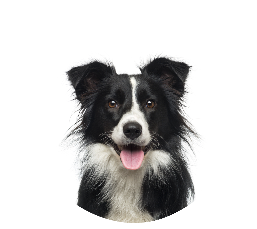 Klar for å finne valpen din på en tryggere måte?