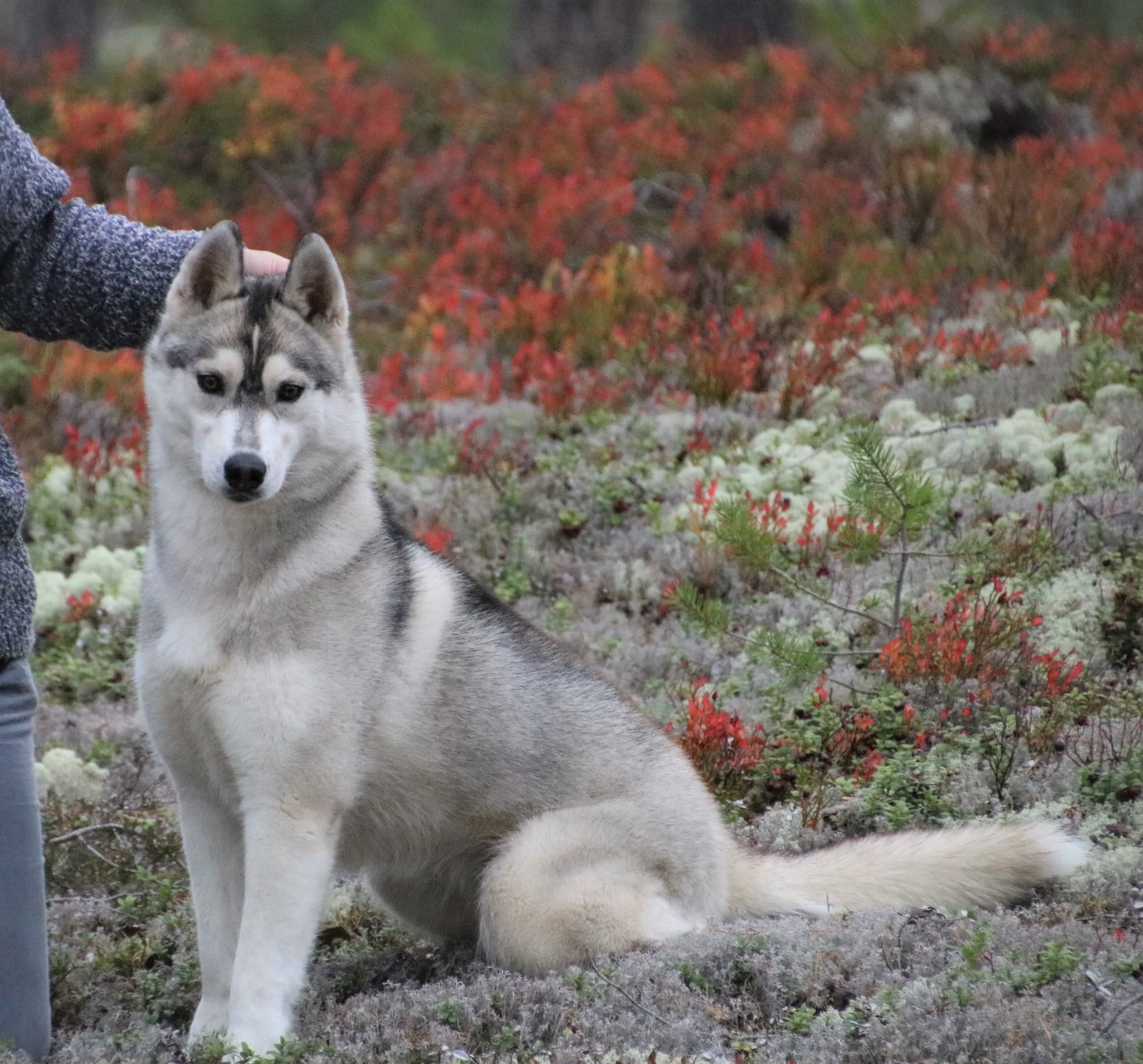 La-Dam Latea Lunatic Desire La-Dam Latea Lunatic Desire