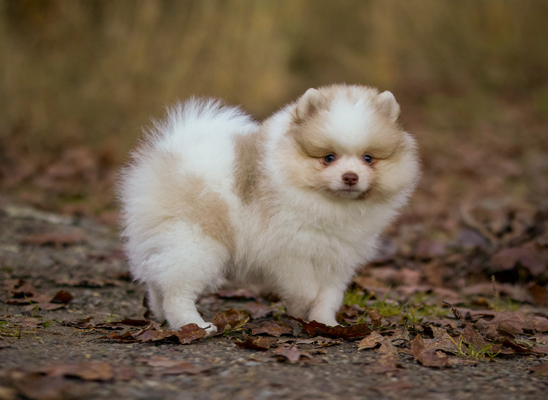 Evil Piranha Evil Piranha