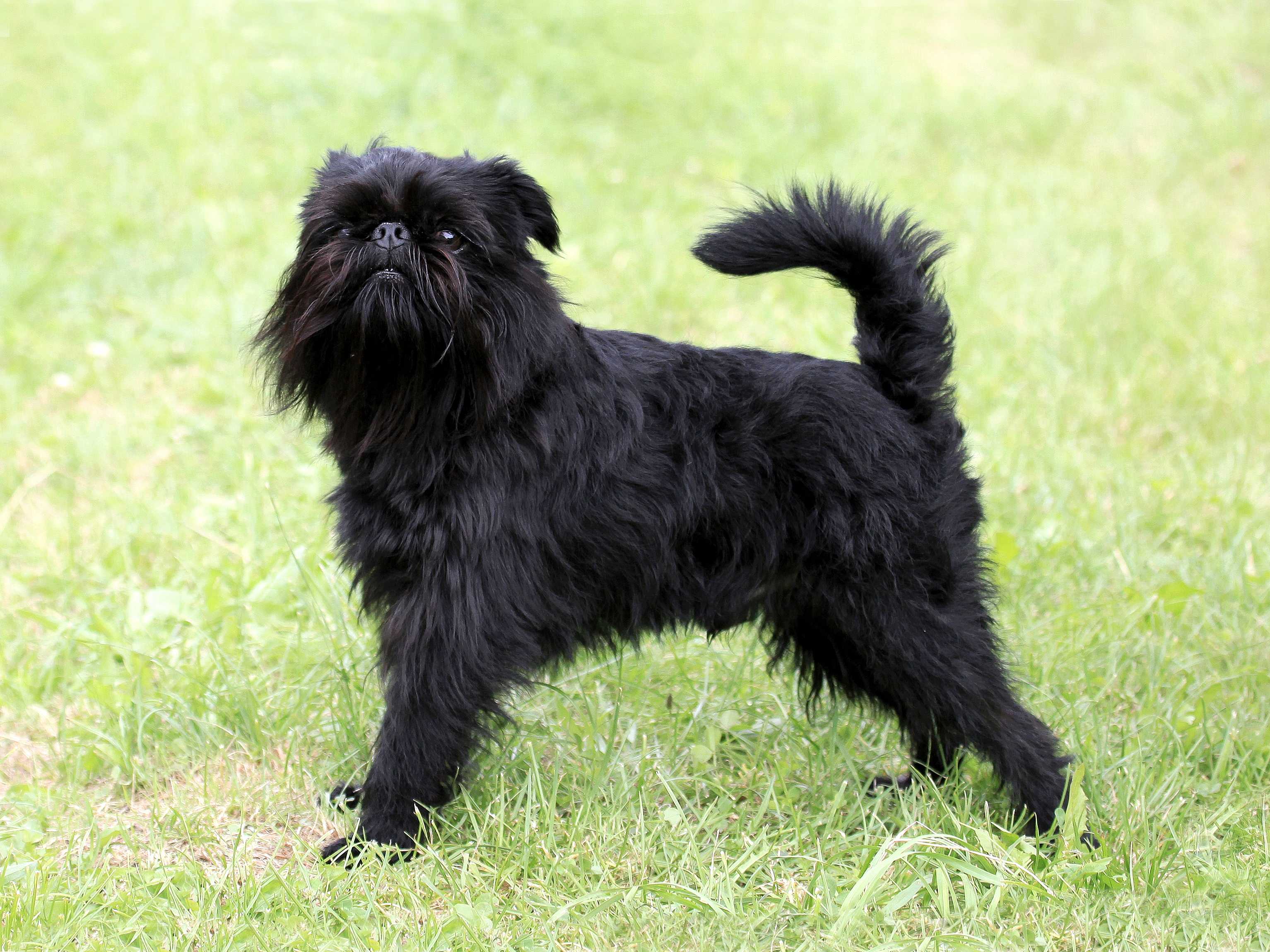 Griffon belge Griffon belge