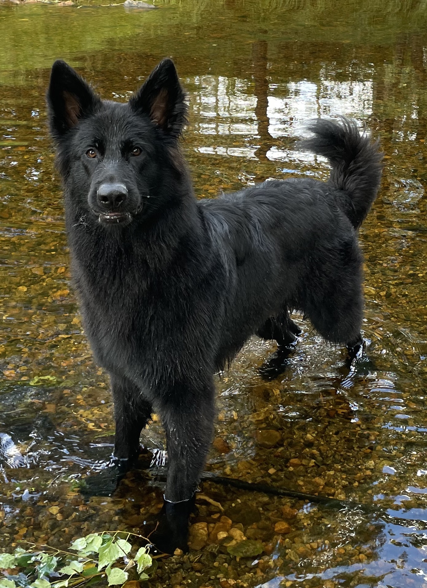 Albus Lupus Schwarz Mr. Odin Albus Lupus Schwarz Mr. Odin