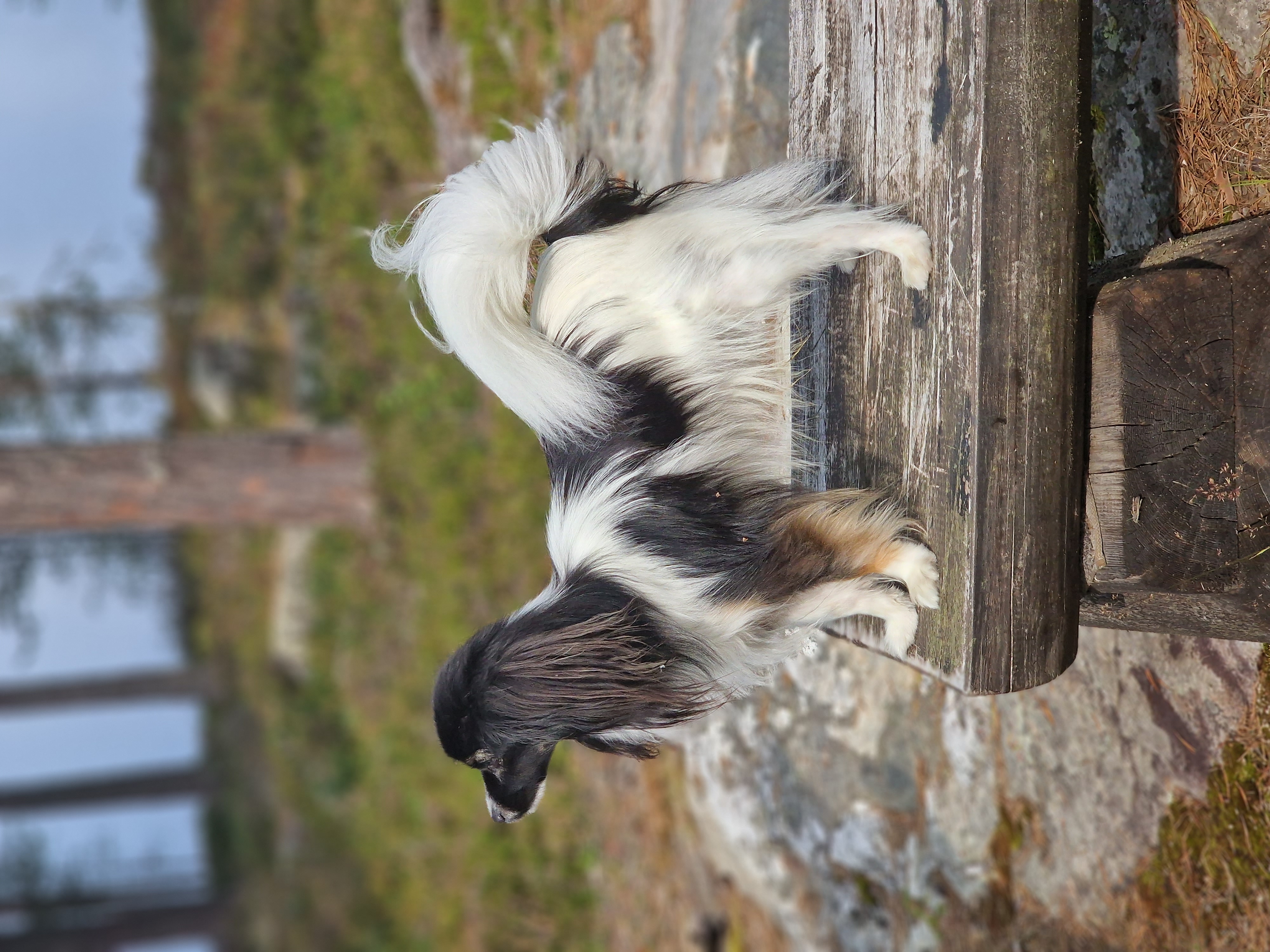 Johtinas Famous Smokey Black 