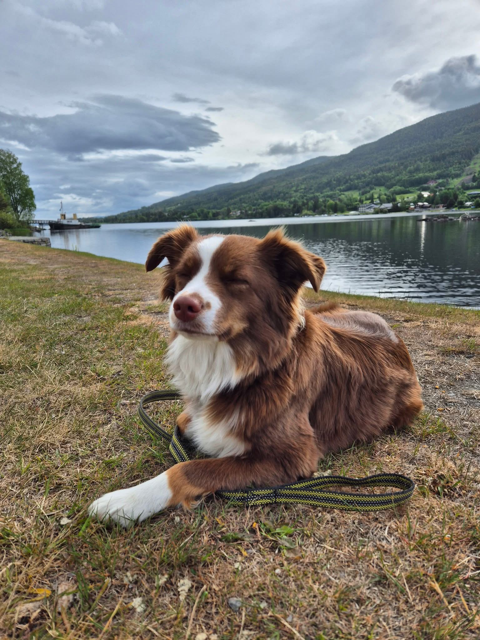 Luna (keady from Trilars Paws)