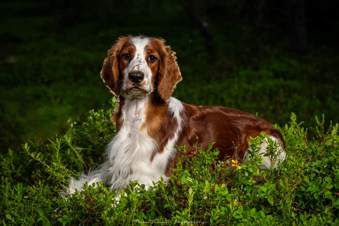 Strazdanos Strazdanos