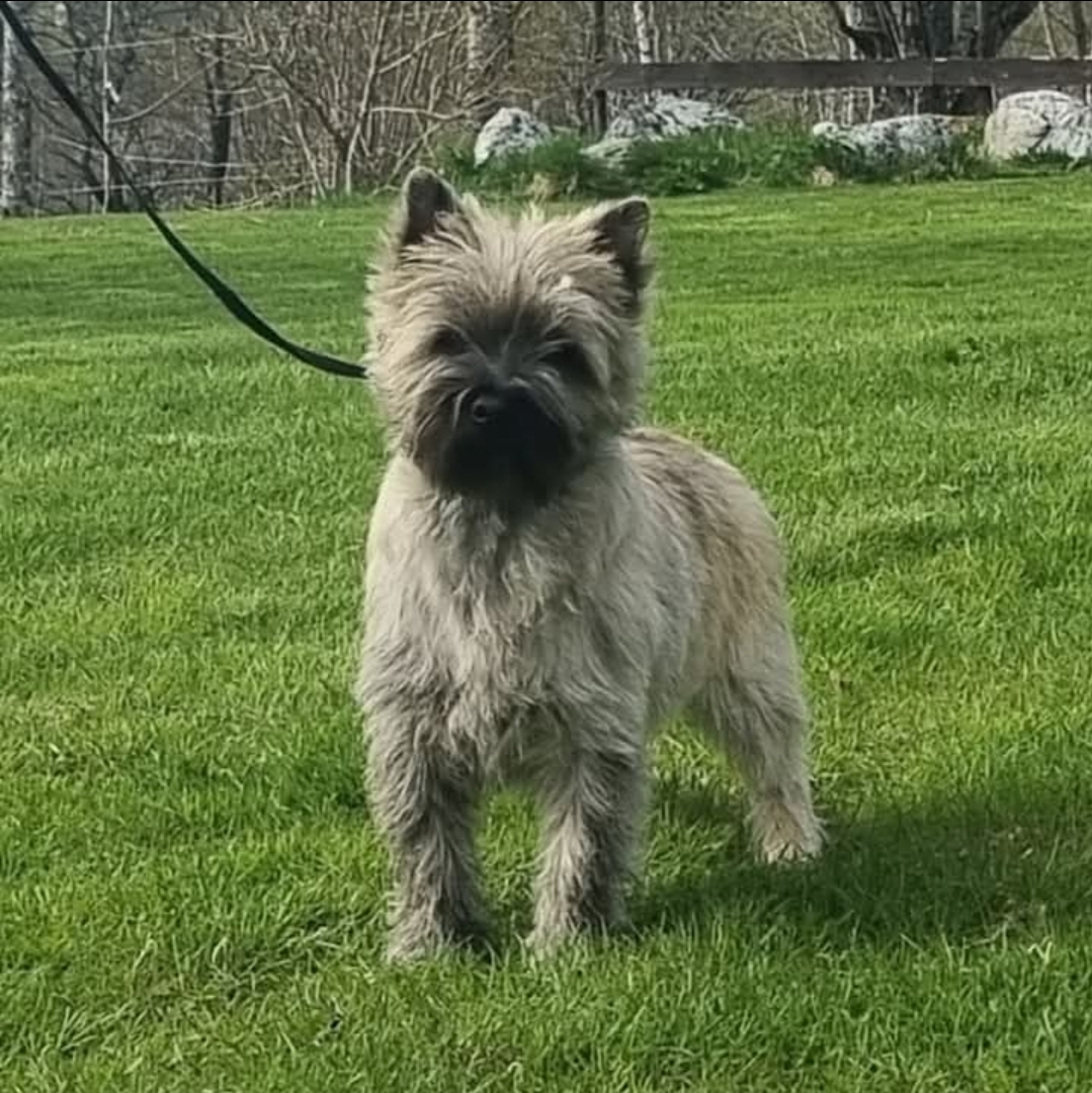 Nordic Strengths Jinglebell Rock Nordic Strengths Jinglebell Rock