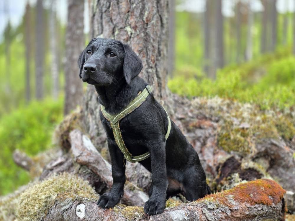 Ringlets Eager Ringlets Eager
