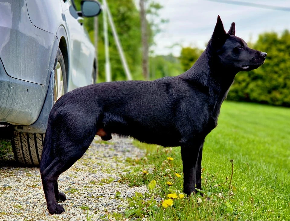 ROV-22 NJV-21 RLI RLII RLIII RLE N RL CH N DK UCH LunRakke's Venom "Nyx" ROV-22 NJV-21 RLI RLII RLIII RLE N RL CH N DK UCH LunRakke's Venom "Nyx"