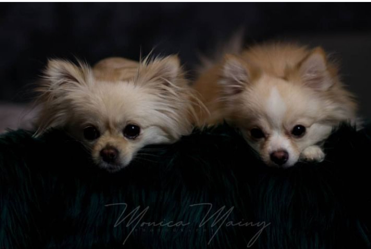 Pups Von Mainy