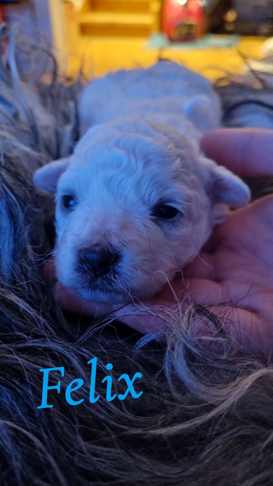 Karoxia Fireball "Felix"