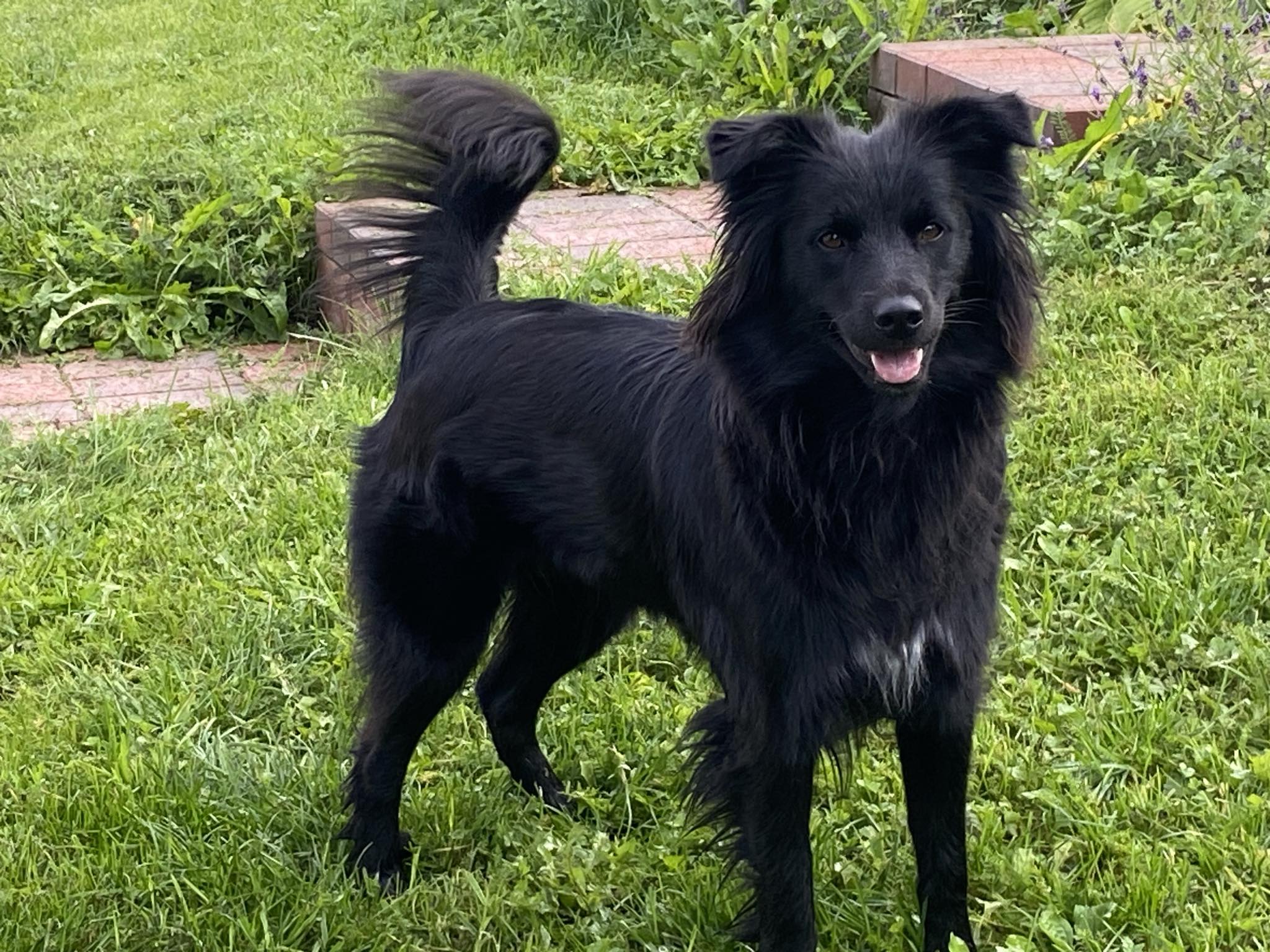 Onyx Noire Petit Norvégien Onyx Noire Petit Norvégien