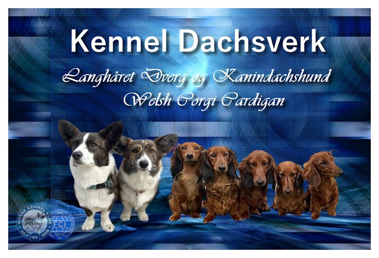 Kennel Dachsverk Kennel Dachsverk