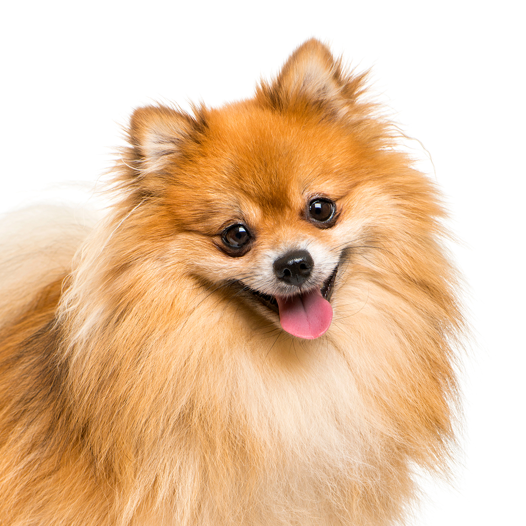 Pomeranian