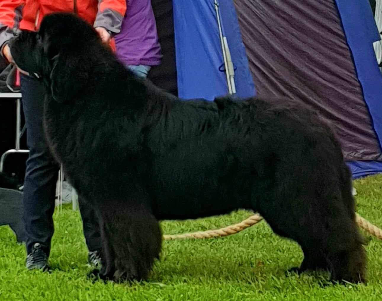 N SE DK UCH Schimo`s Higway Revisited N SE DK UCH Schimo`s Higway Revisited