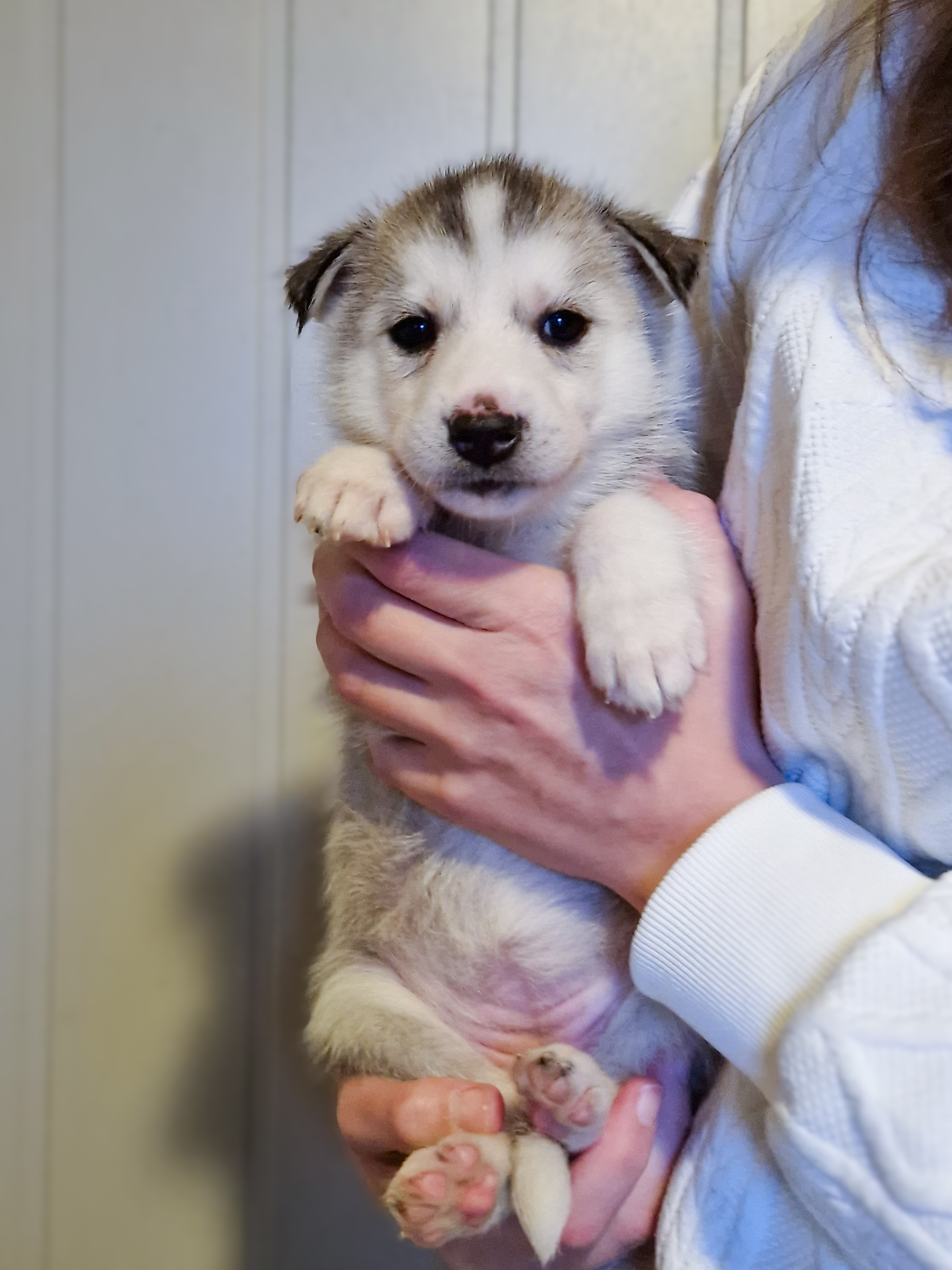 Lilla valp Lilla valp