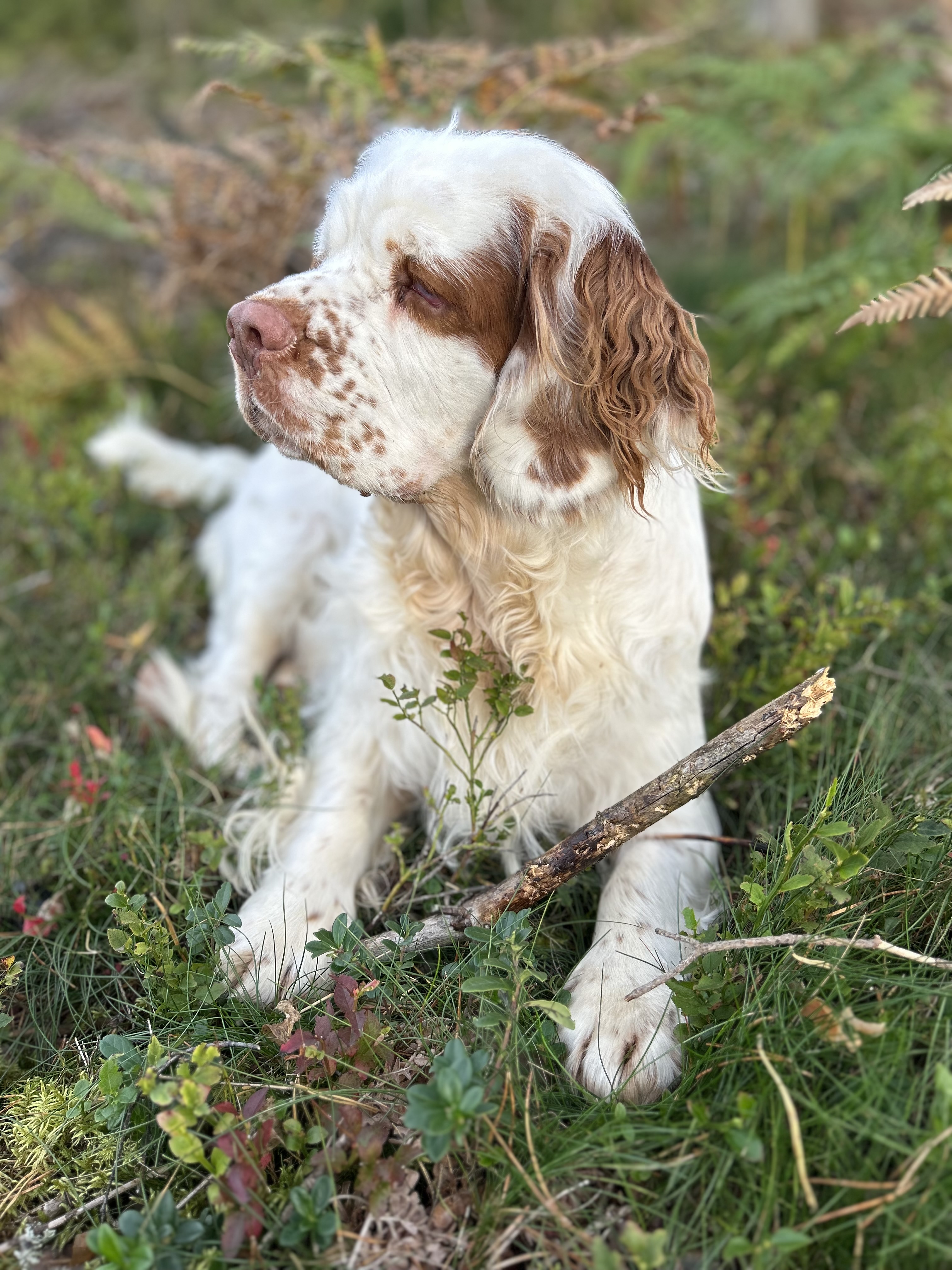 Hans Støvern Hans Støvern