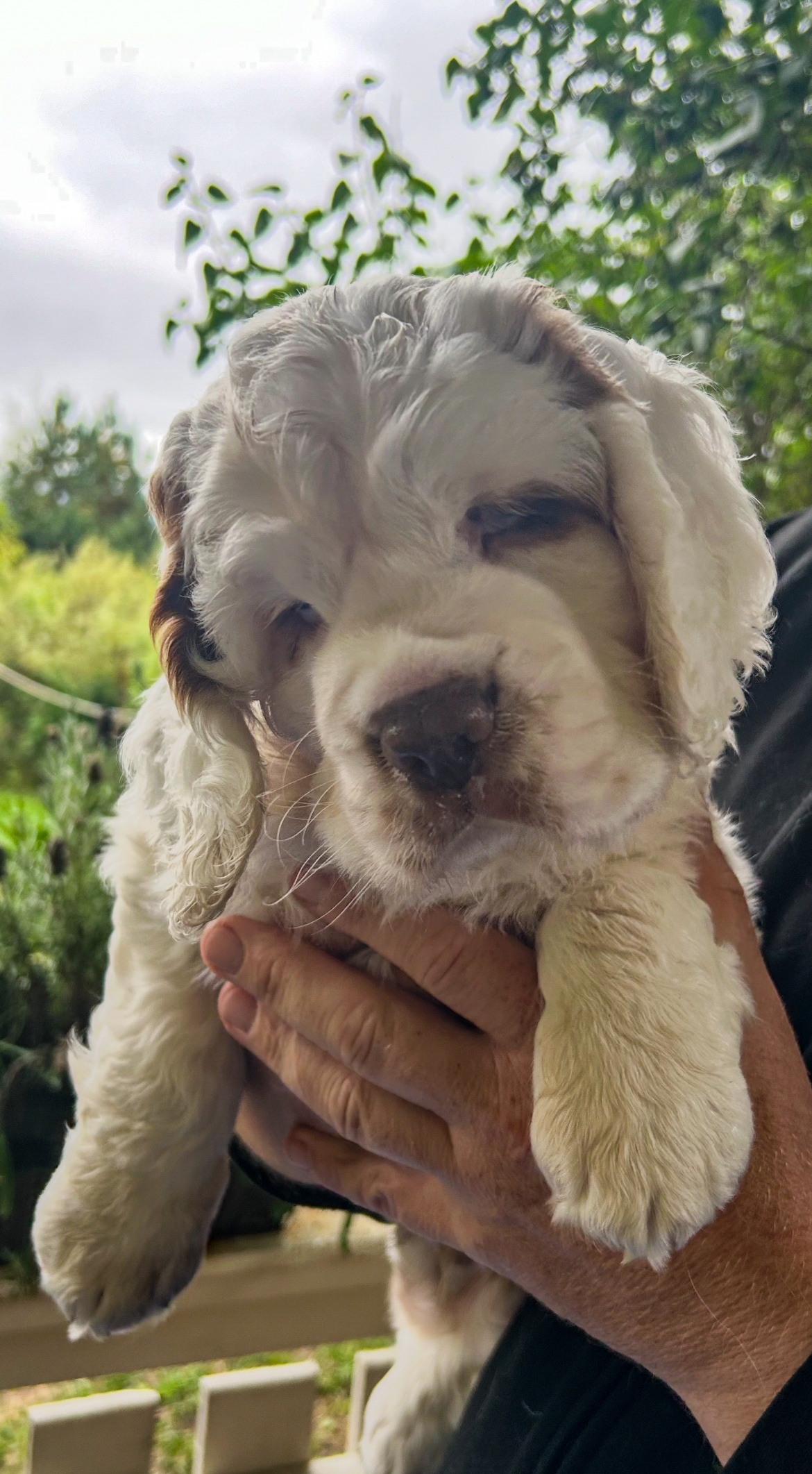 Fragletunet's Hemulen Mummisønn