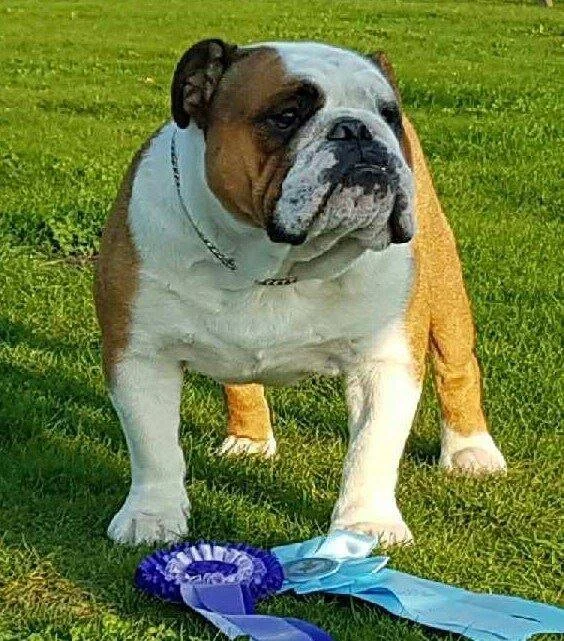 CH. Dangerous Bad To The Bone CH. Dangerous Bad To The Bone