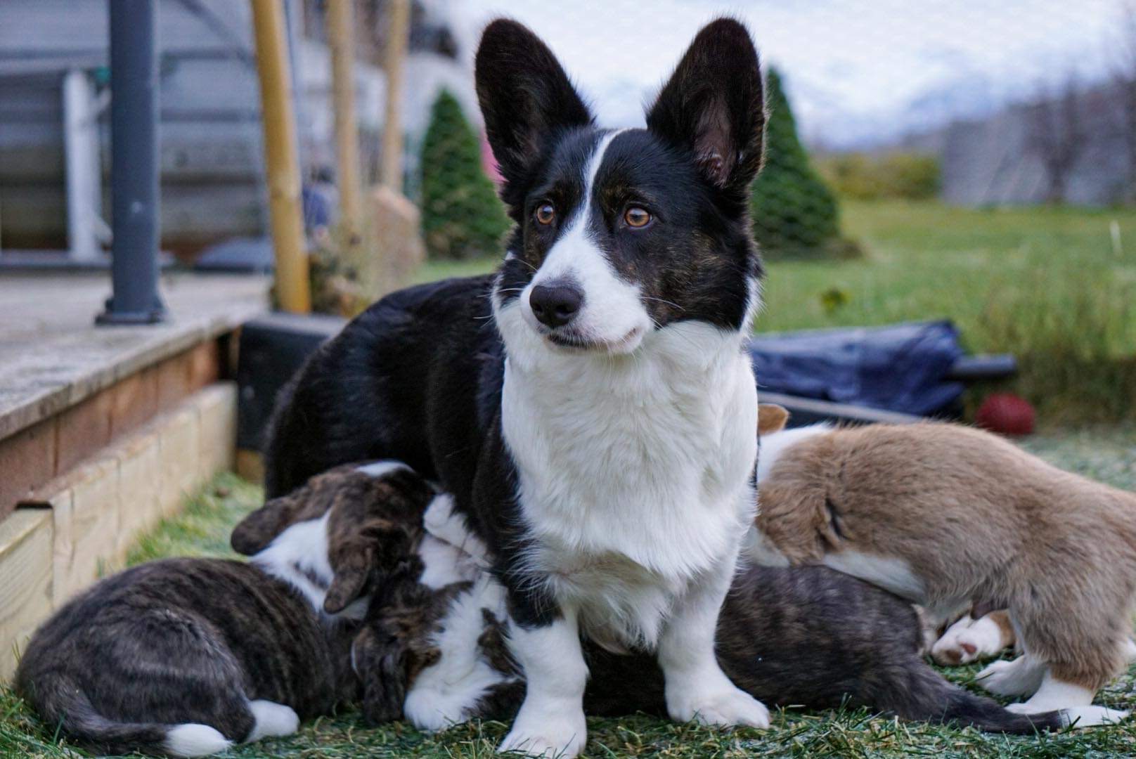 Blaidd Hir Blaidd Hir