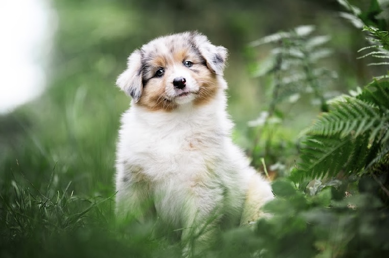 Kysthyrden Kysthyrden