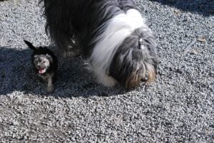 Mollycoddle Mollycoddle