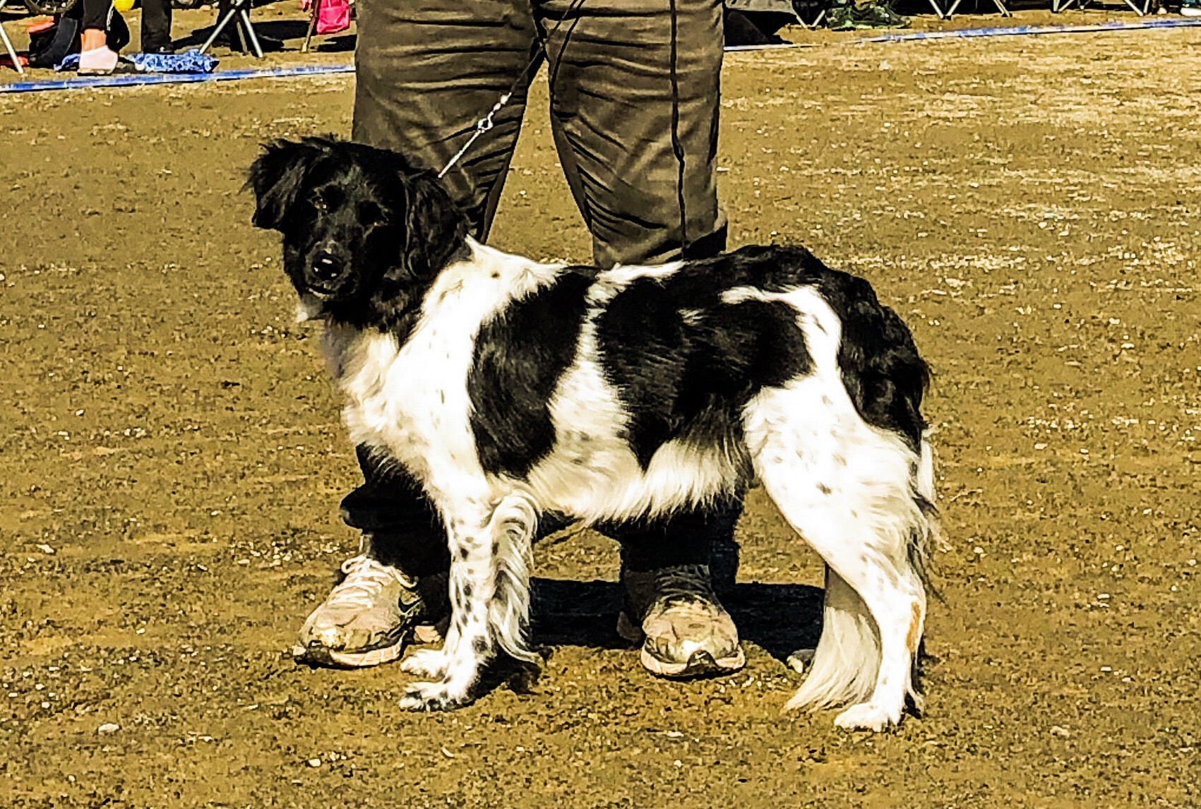 Edda Elodia V D Eenhoornleijn " Comma" Edda Elodia V D Eenhoornleijn " Comma"