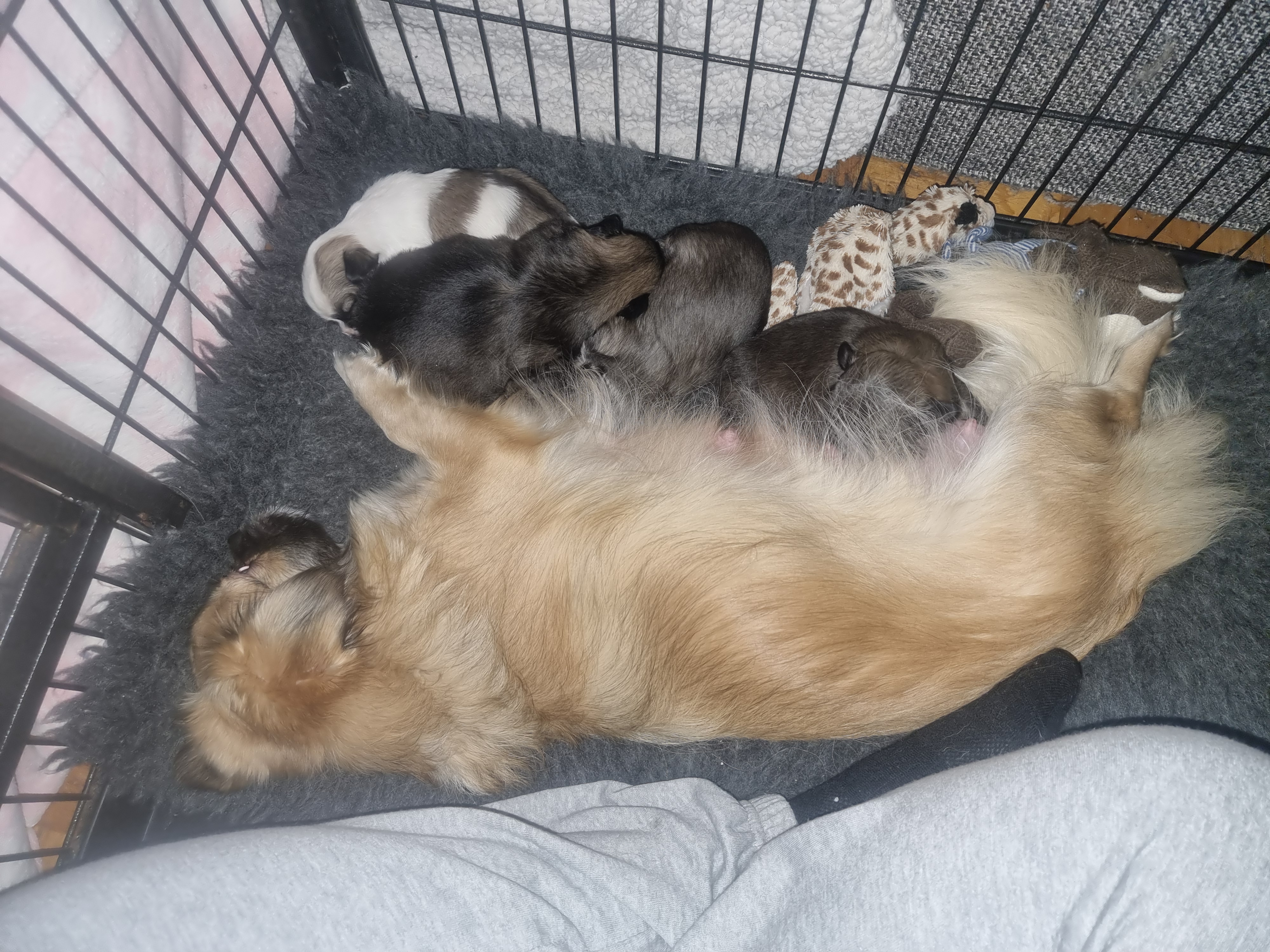 Trundletail's L-Kull Trundletail's L-Kull