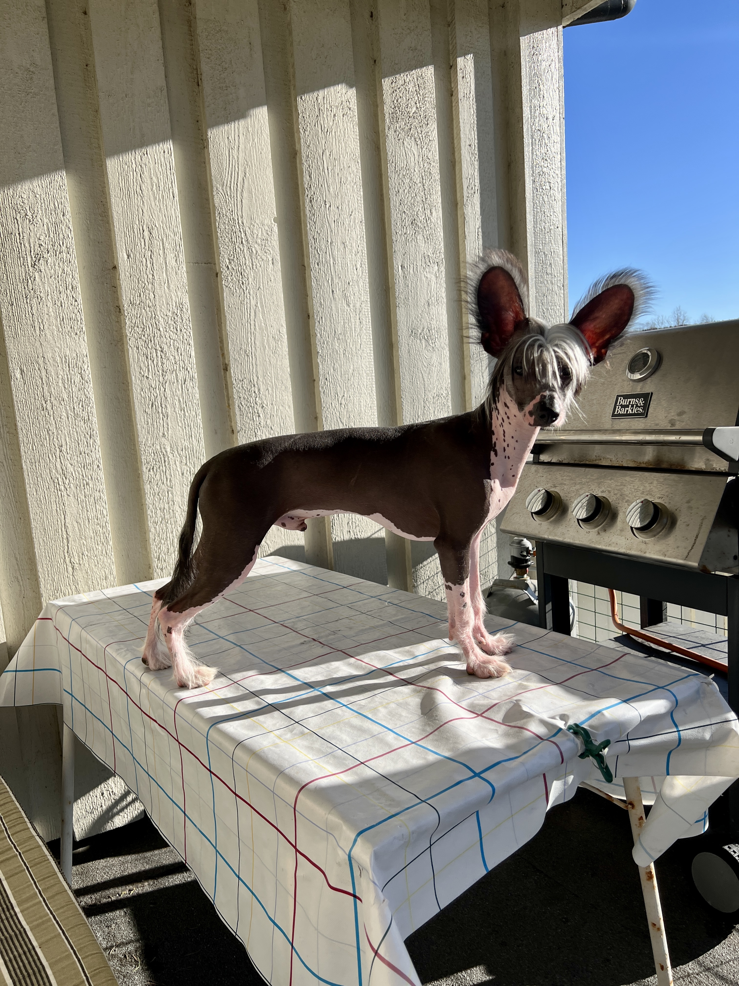 Girls Girls Numenorâs Knight - Nure Girls Girls Numenorâs Knight - Nure