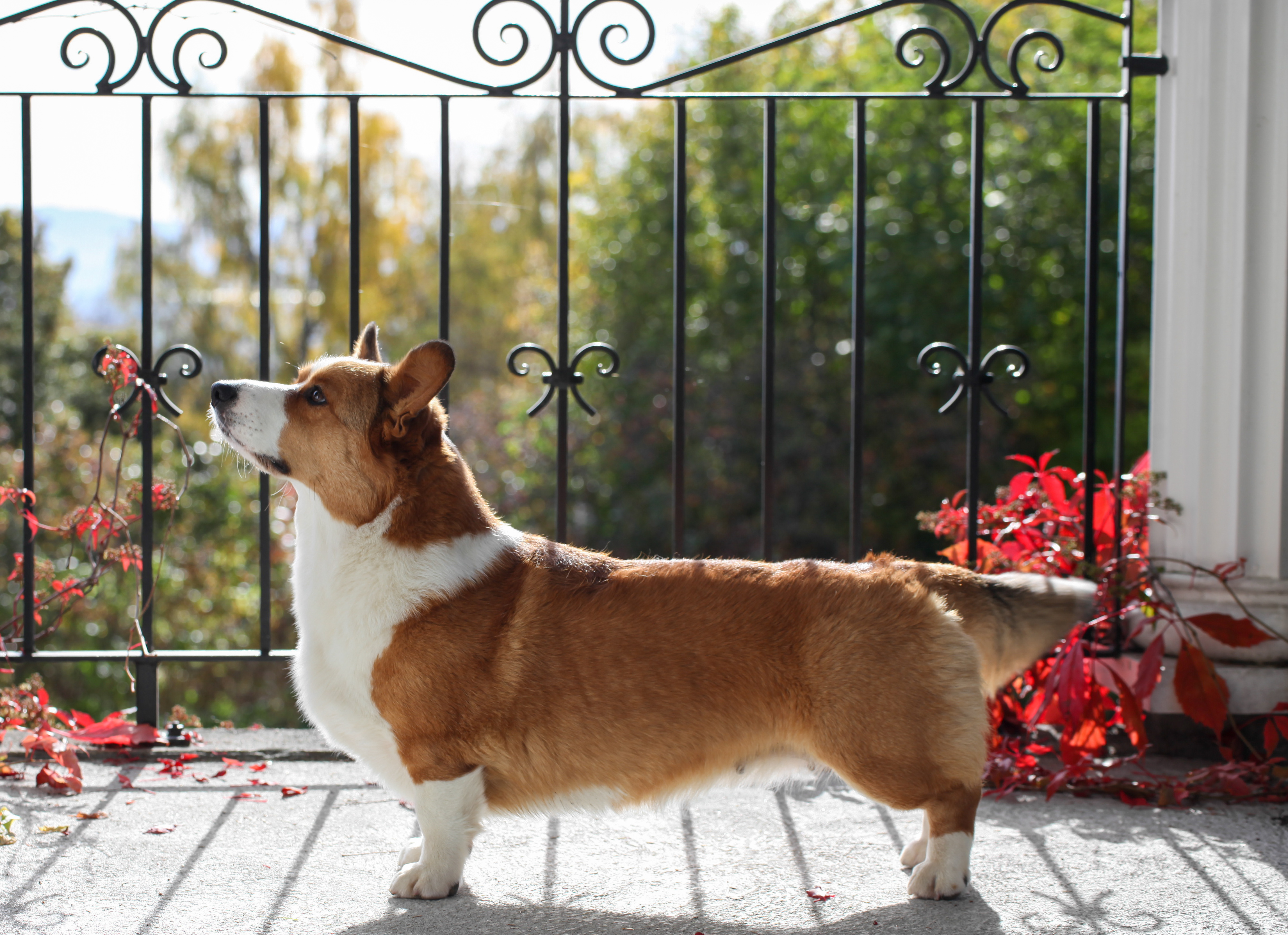 Jolizi's One in a Million Jolizi's One in a Million