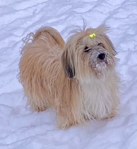 Norrtussarna Miss Miracle Norrtussarna Miss Miracle