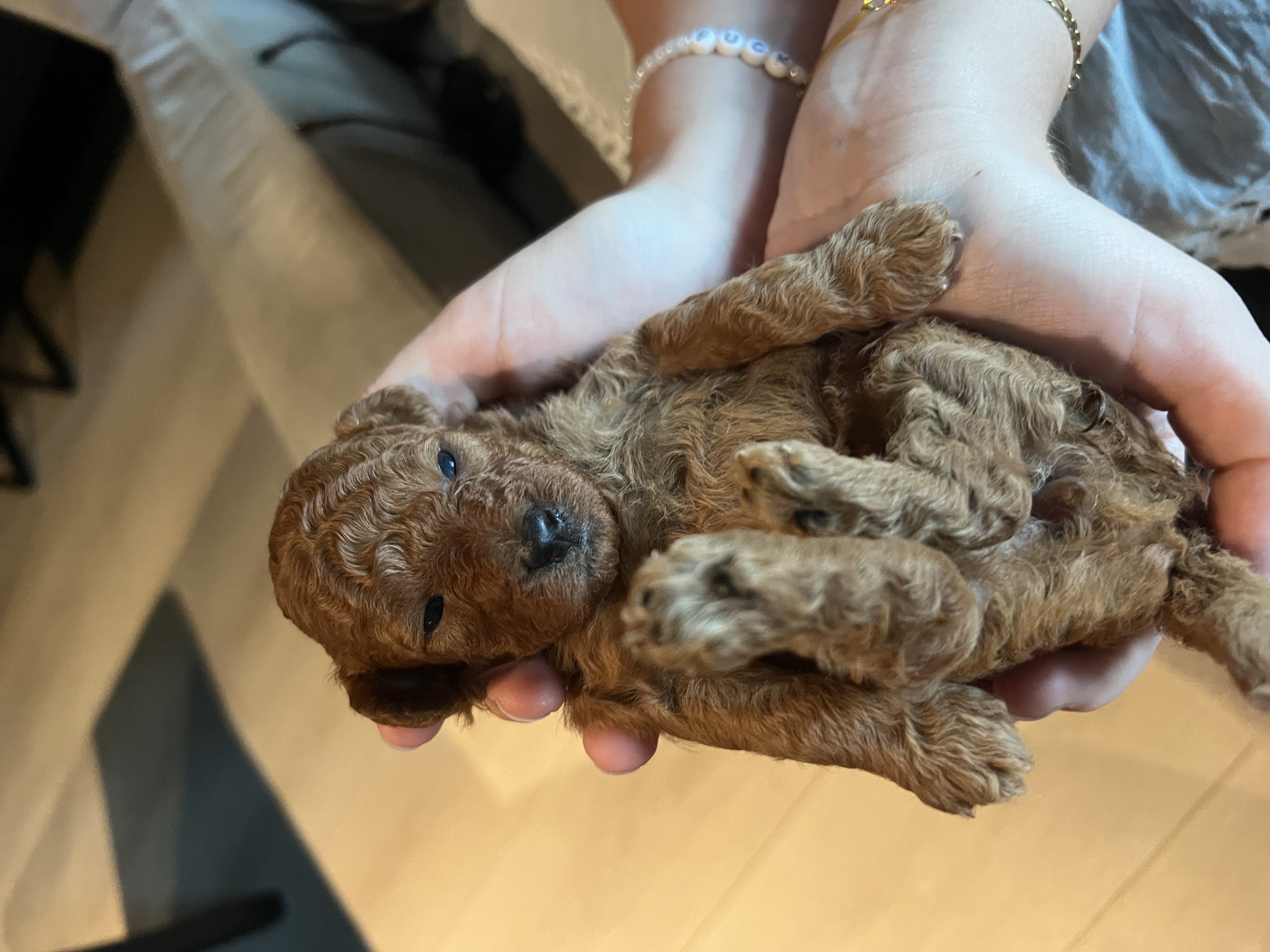 Mon Ami Dream`s Louie Mon Ami Dream`s Louie