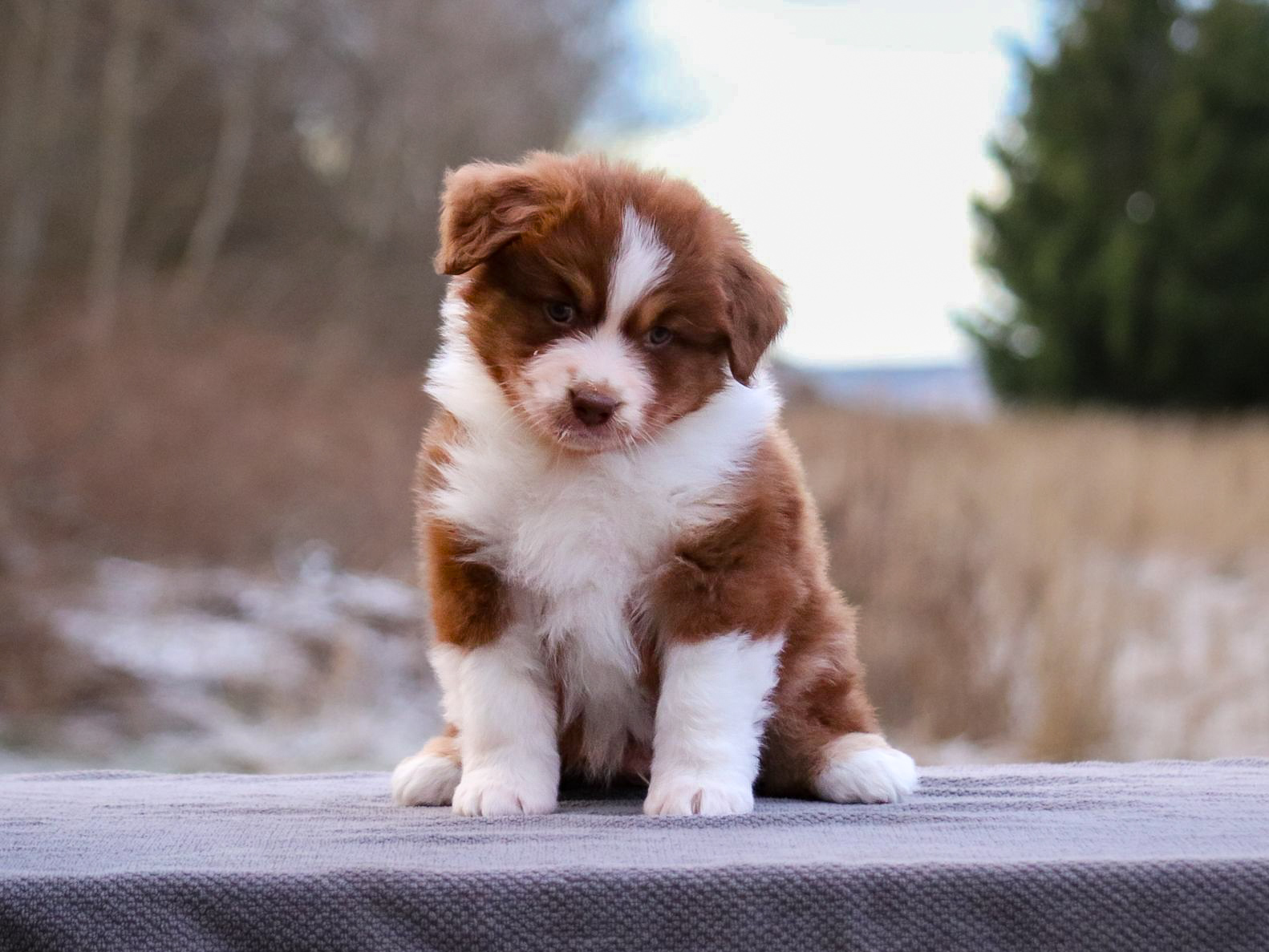 Celestial Herd's Dashing Groom Celestial Herd's Dashing Groom