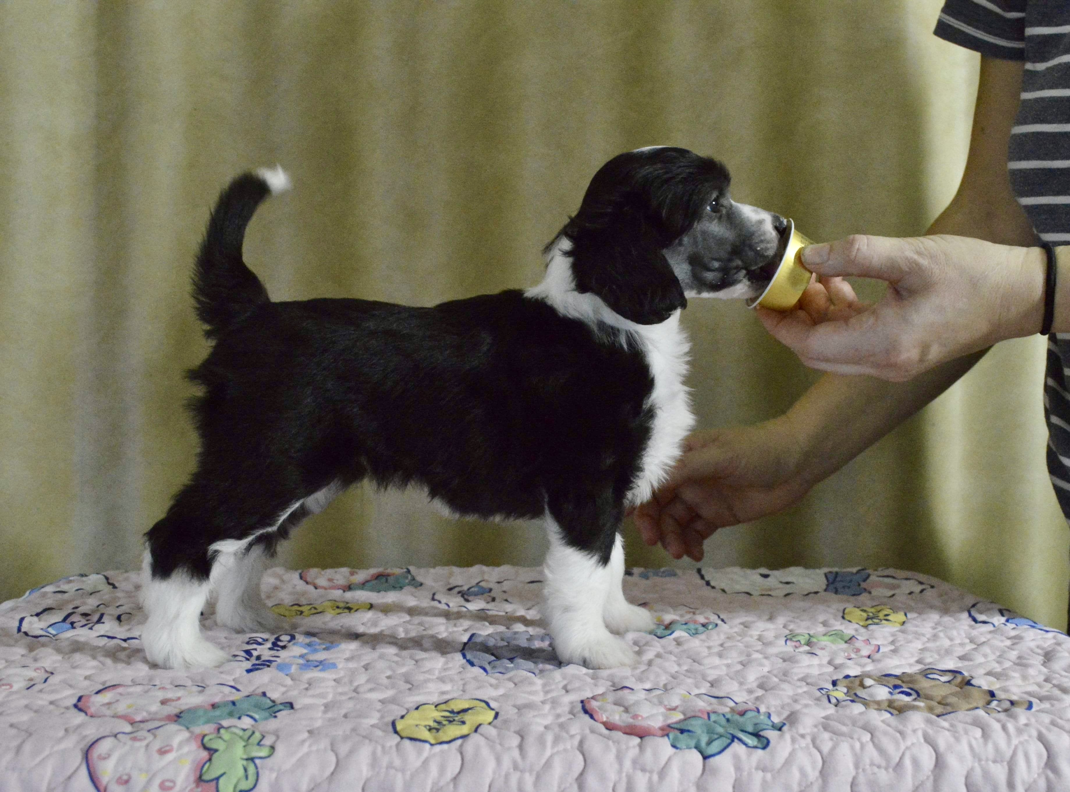 Girls Girls Novelle - Noisy Girls Girls Novelle - Noisy