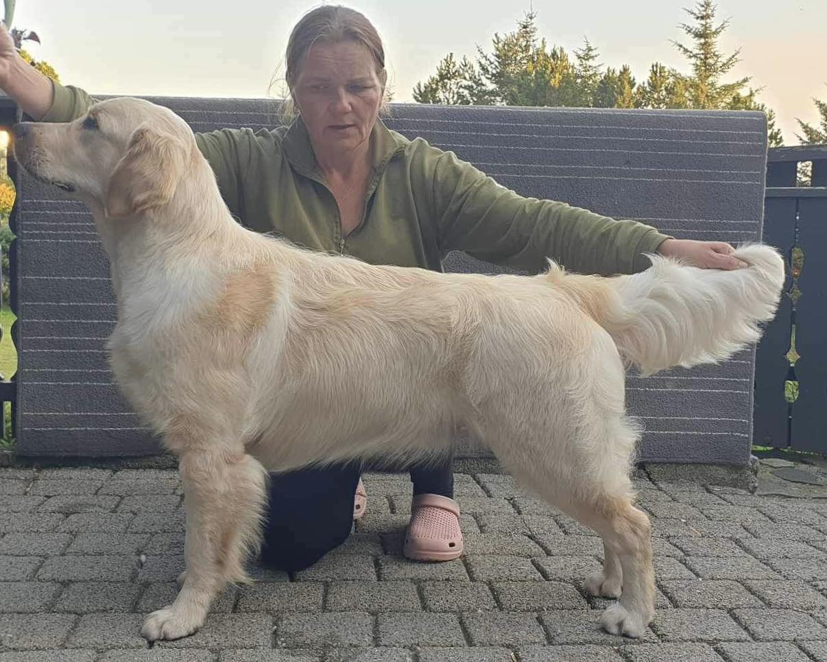 Golden Agapi's I'm The One (Lana) Golden Agapi's I'm The One (Lana)