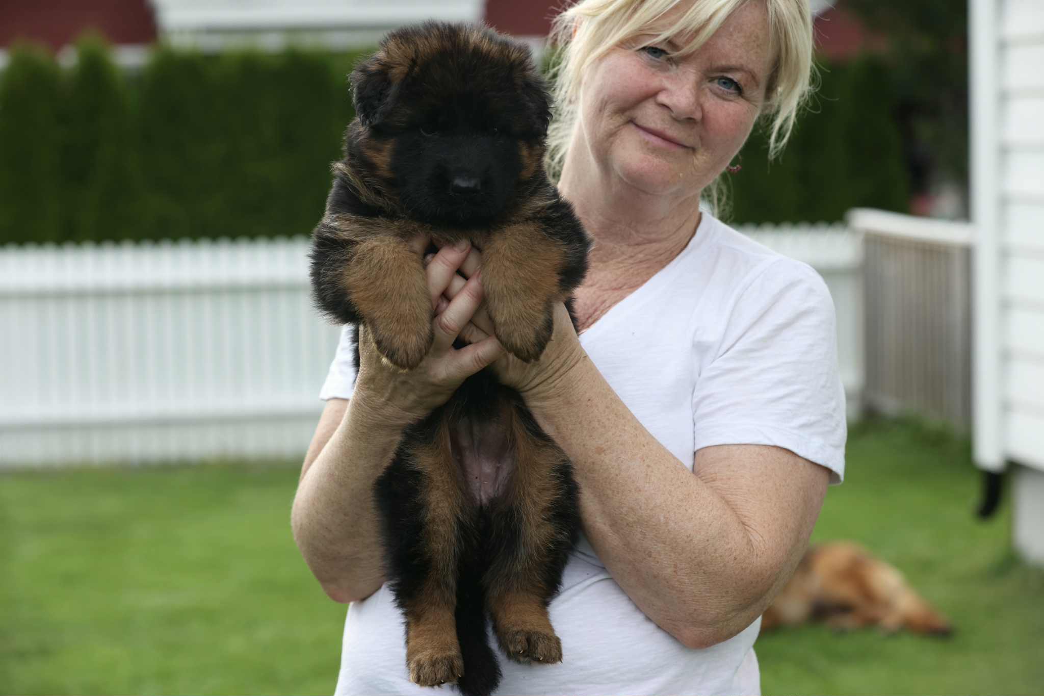 Østavind av Svebø Østavind av Svebø