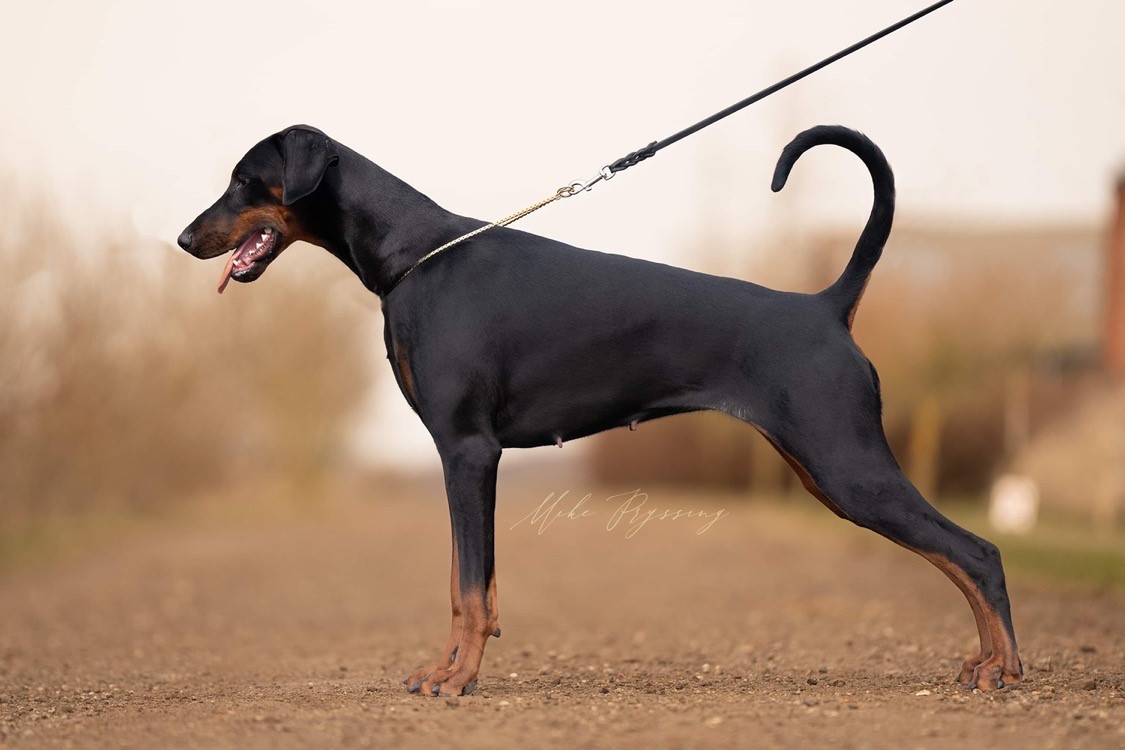 Iztaris Cirth Ithil Iztaris Cirth Ithil