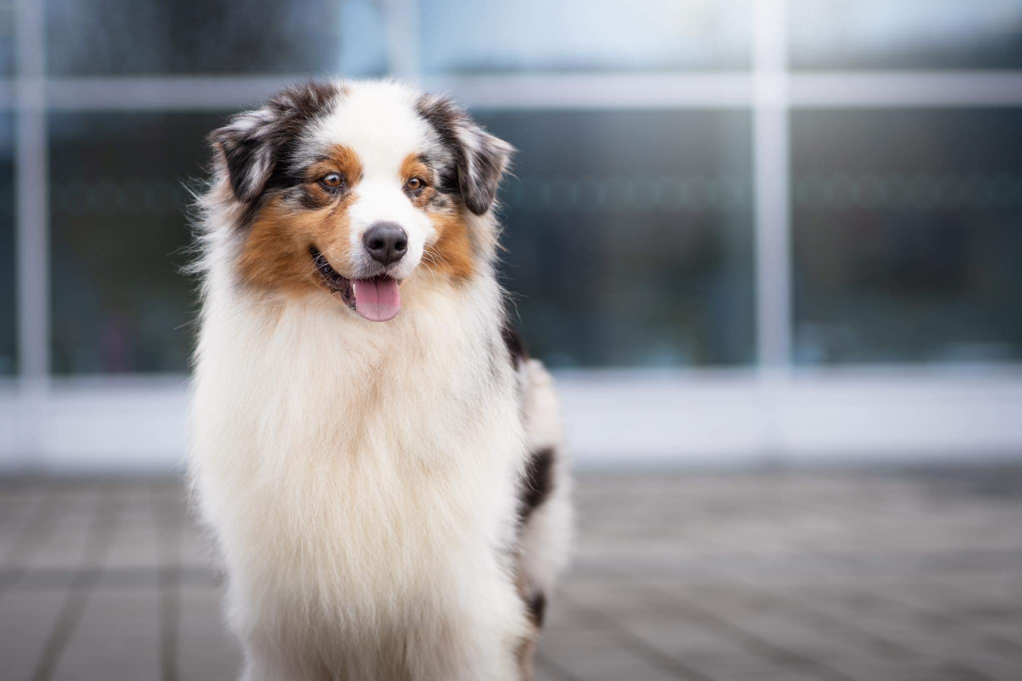 Moonbaby's Zippo Cofi Capito Moonbaby's Zippo Cofi Capito