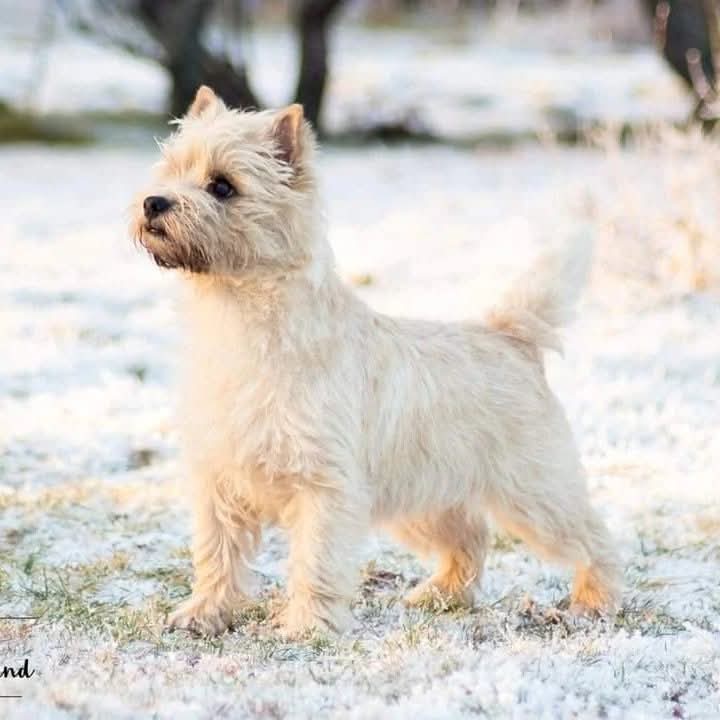 Rasken's Grace Kelly Rasken's Grace Kelly