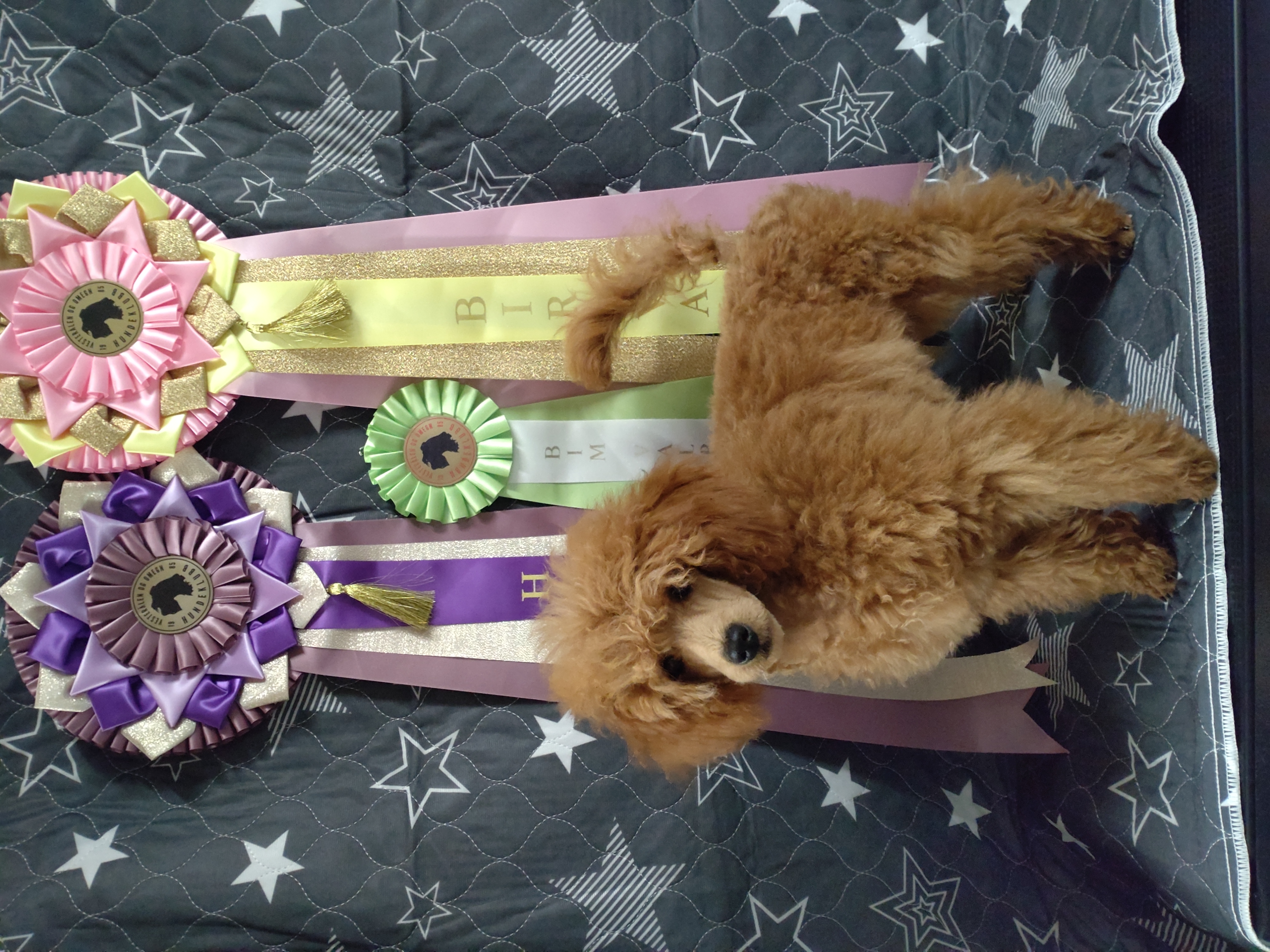 Lilit Amber Perfection Lilit Amber Perfection