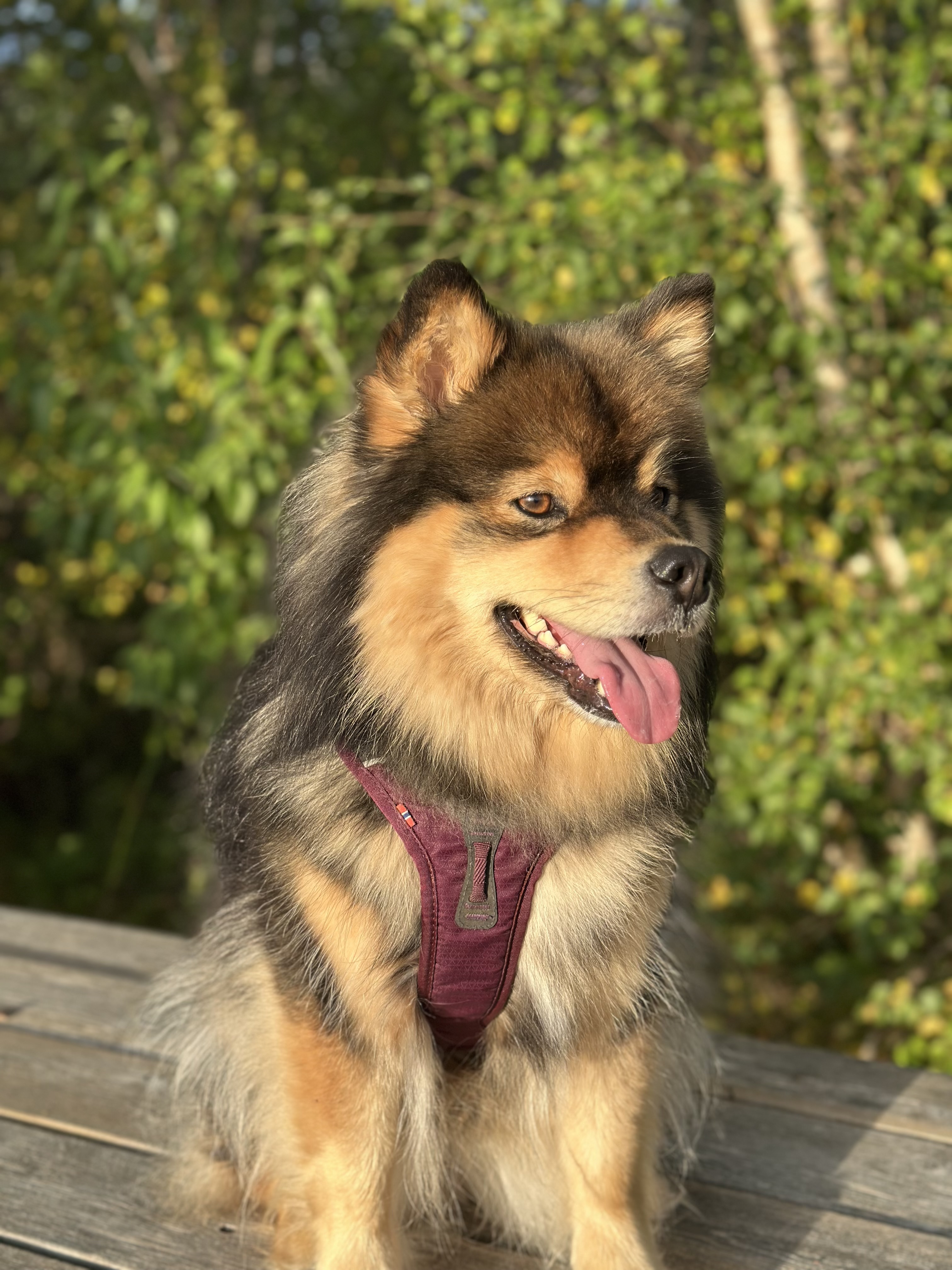 Skeinesvikas A- kull Skeinesvikas A- kull