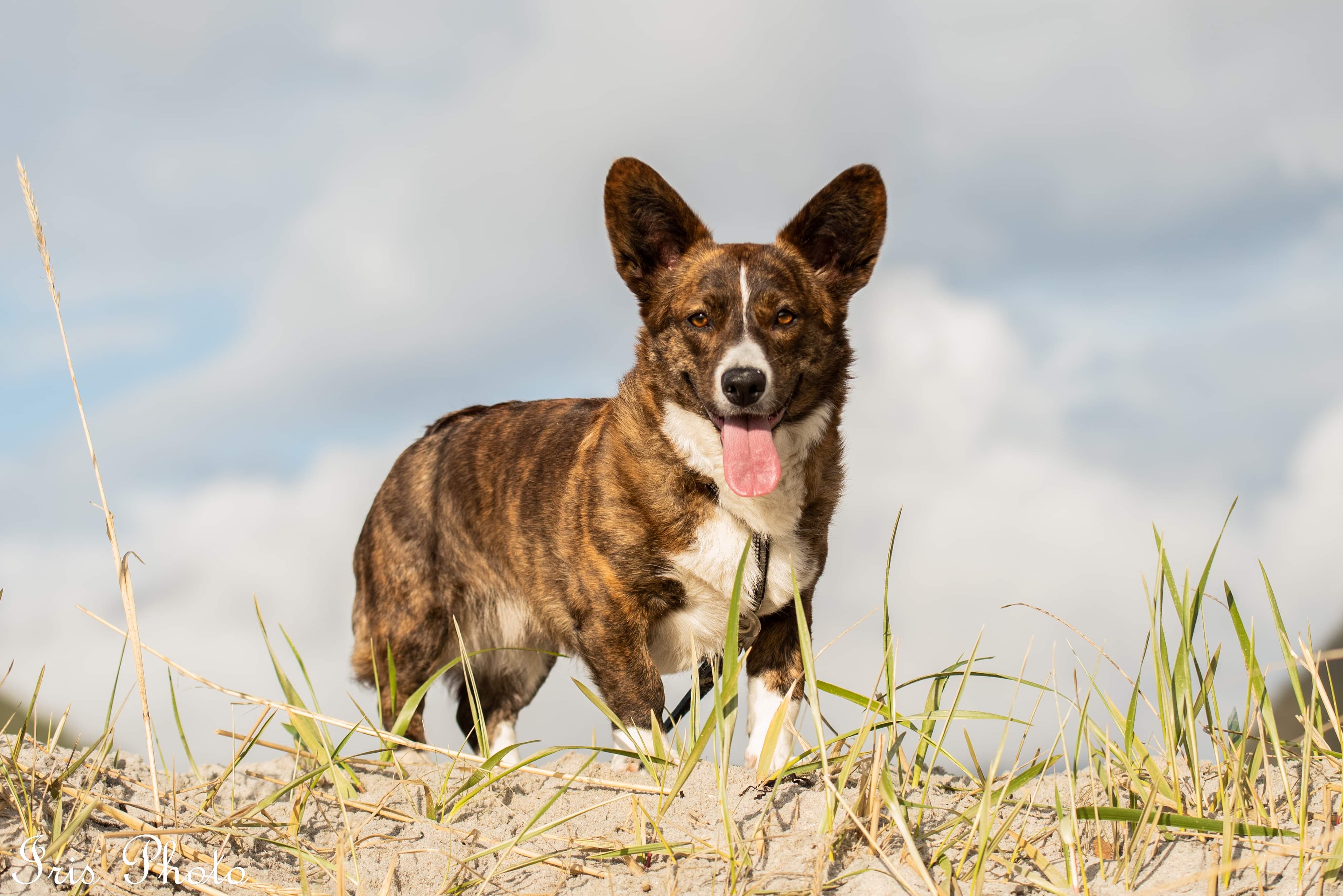 Beau Tresor Beau Tresor