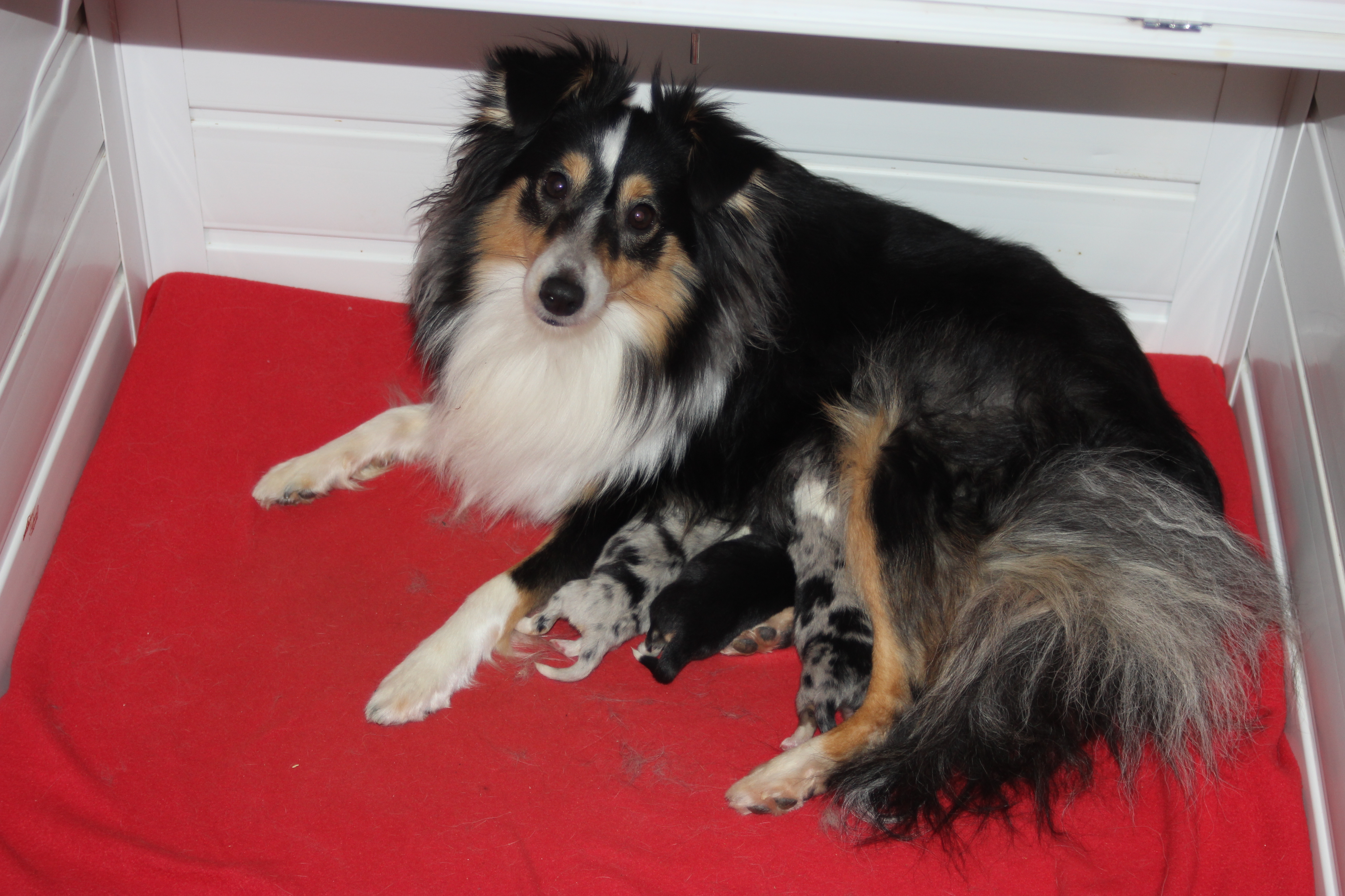 Sissel Tangnes Sissel Tangnes