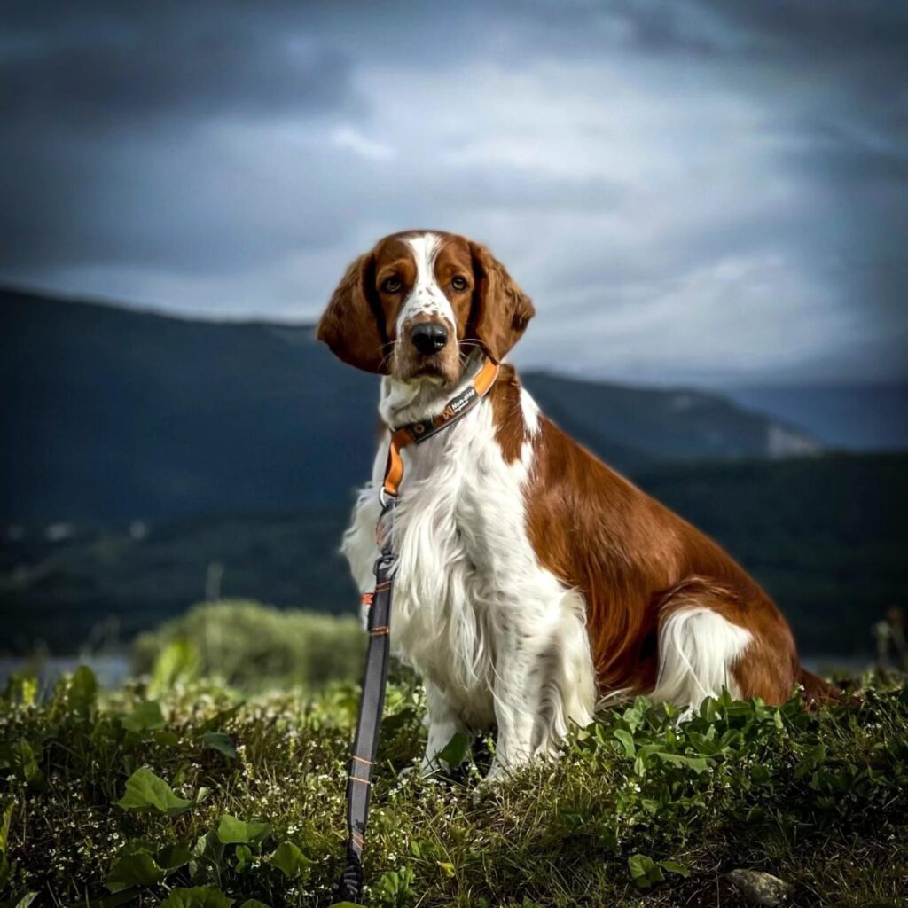 Waterstreams Hail To The King Waterstreams Hail To The King