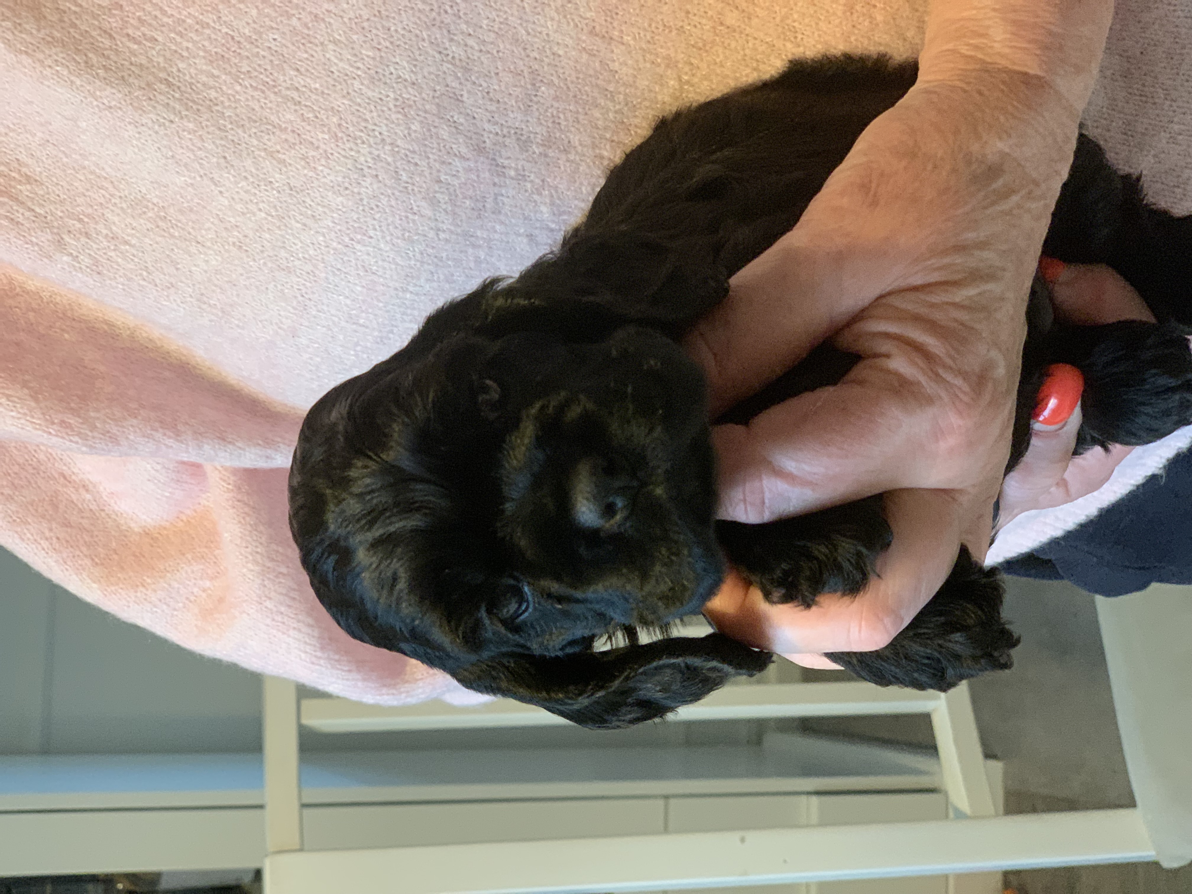 Gazette’s A Star is Born Gazette’s A Star is Born