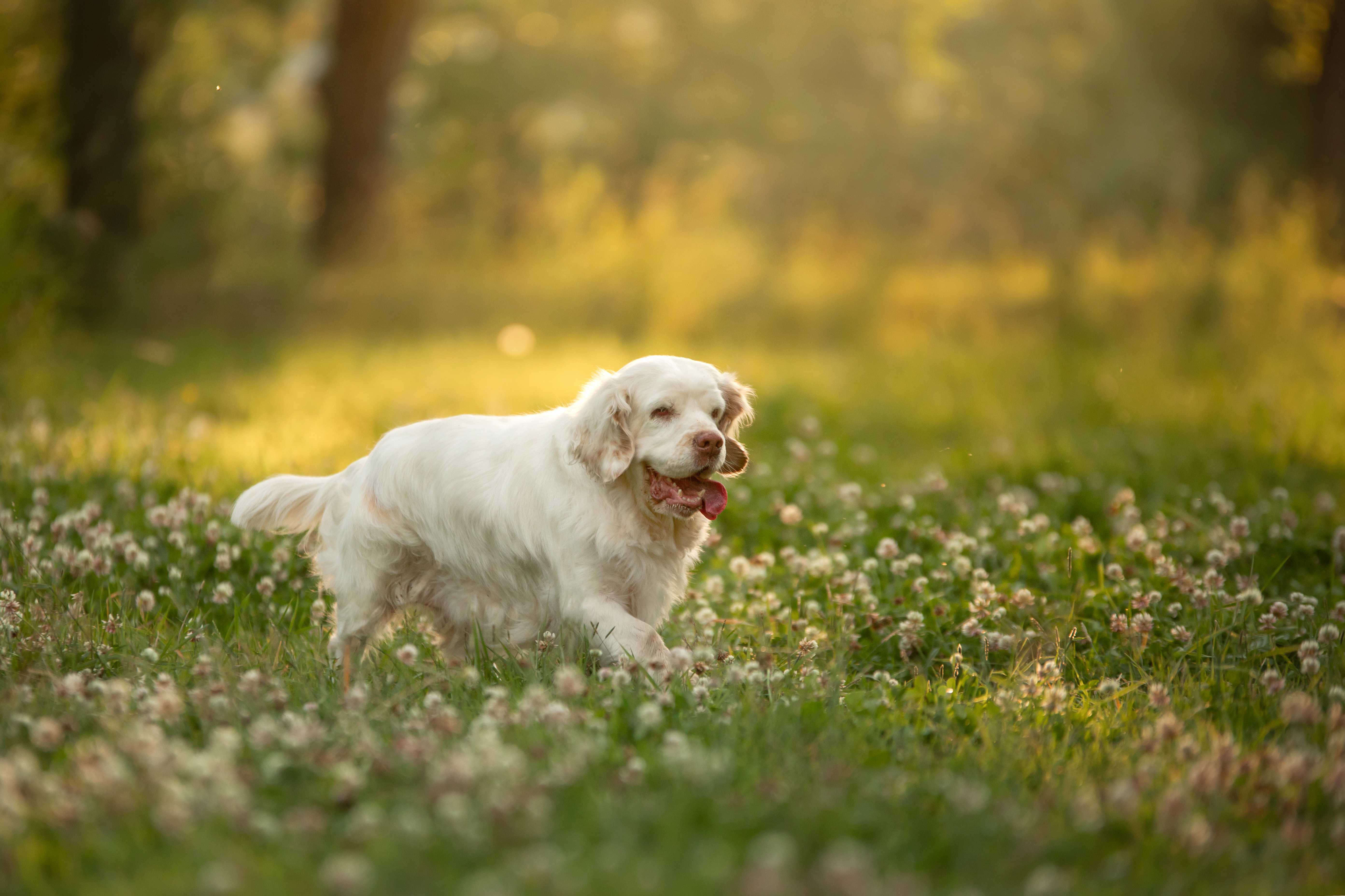 Clumber spaniel Clumber spaniel