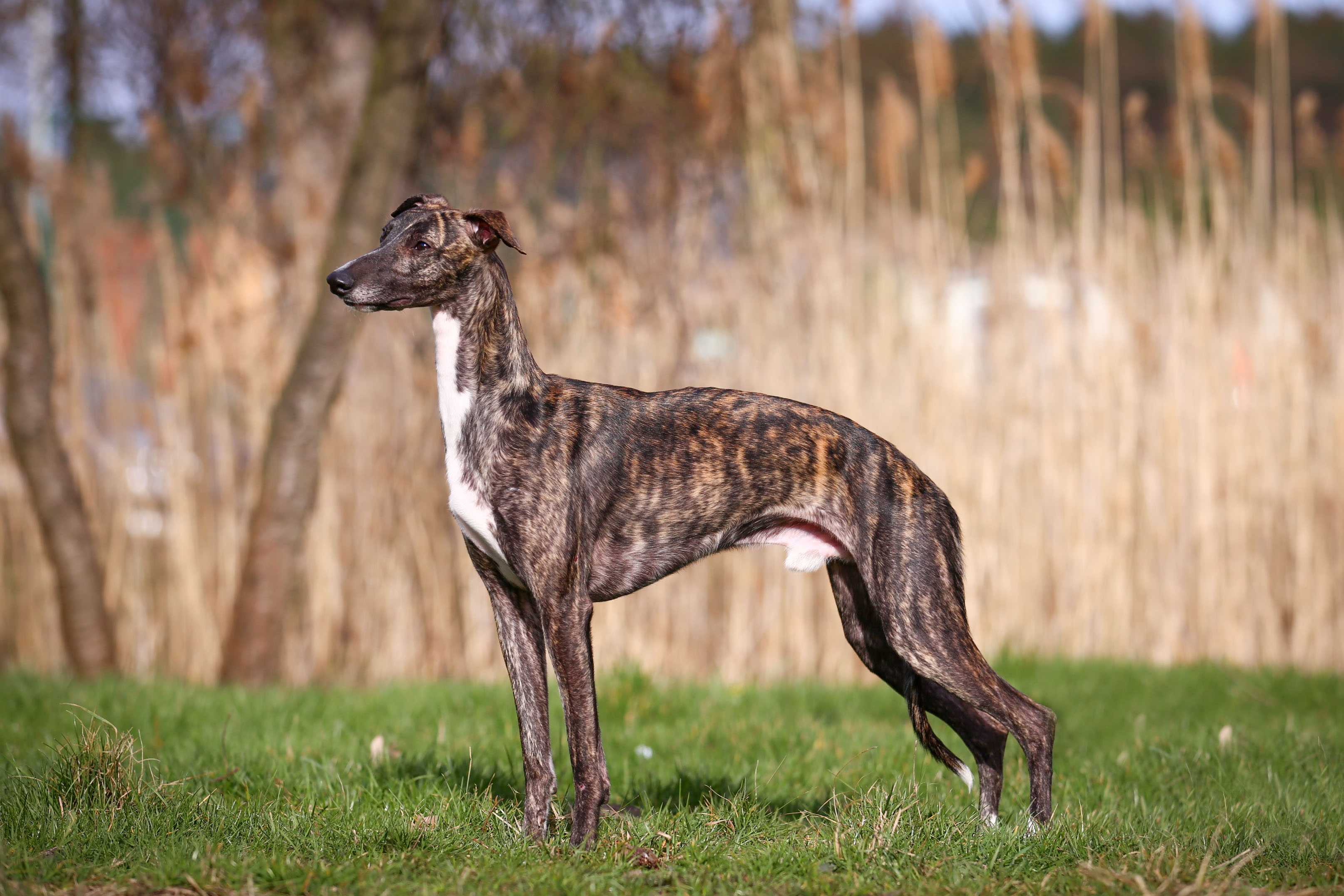 Whippet Whippet