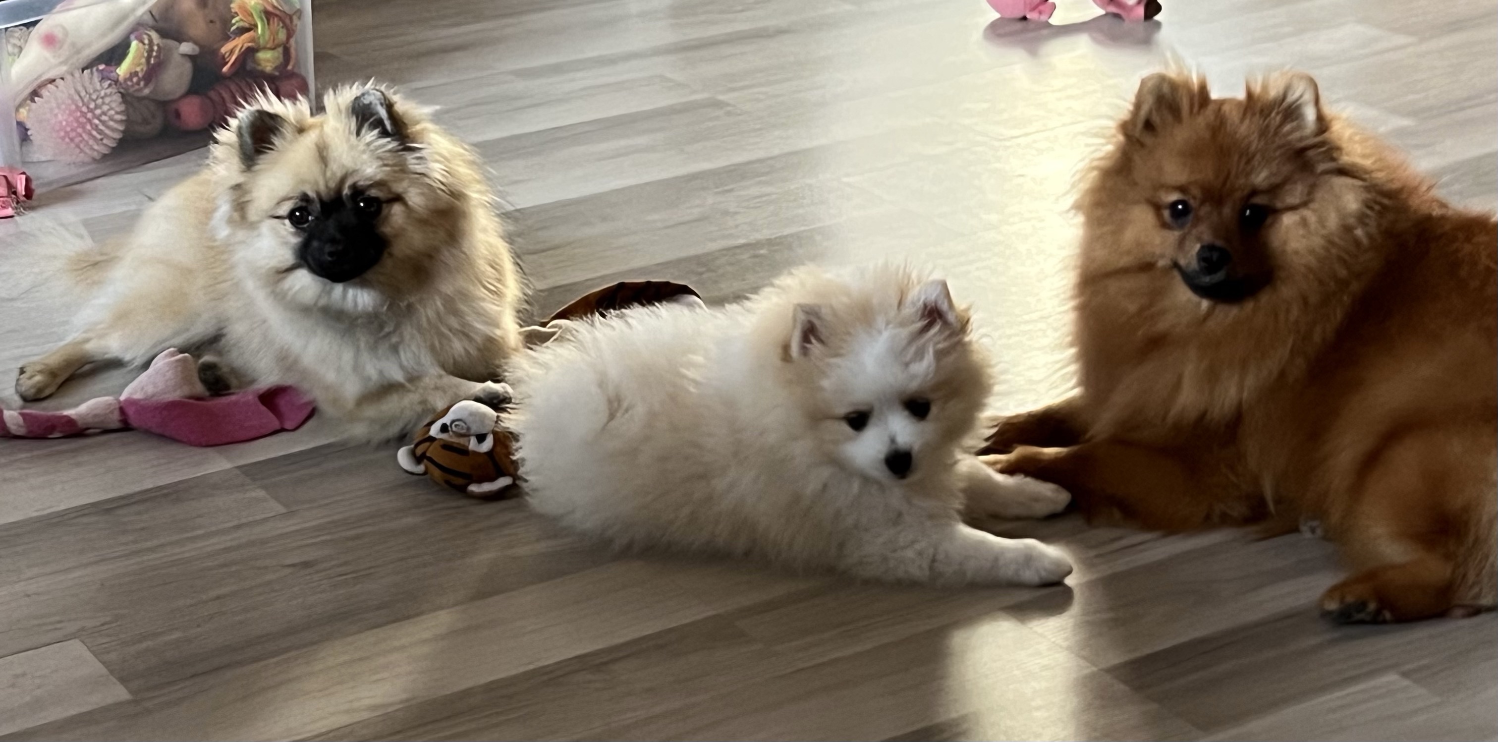 Kennel Venjan Kennel Venjan