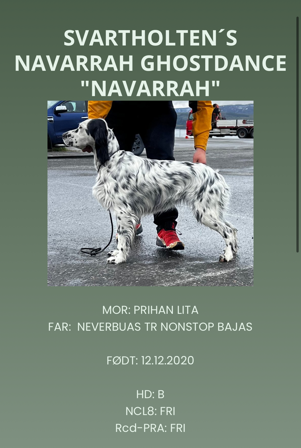 Svartholten's Navarrah Ghostdance Svartholten's Navarrah Ghostdance