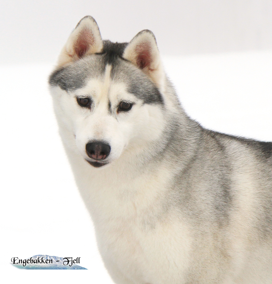 Snøfrost Tindrende Polaris Snøfrost Tindrende Polaris