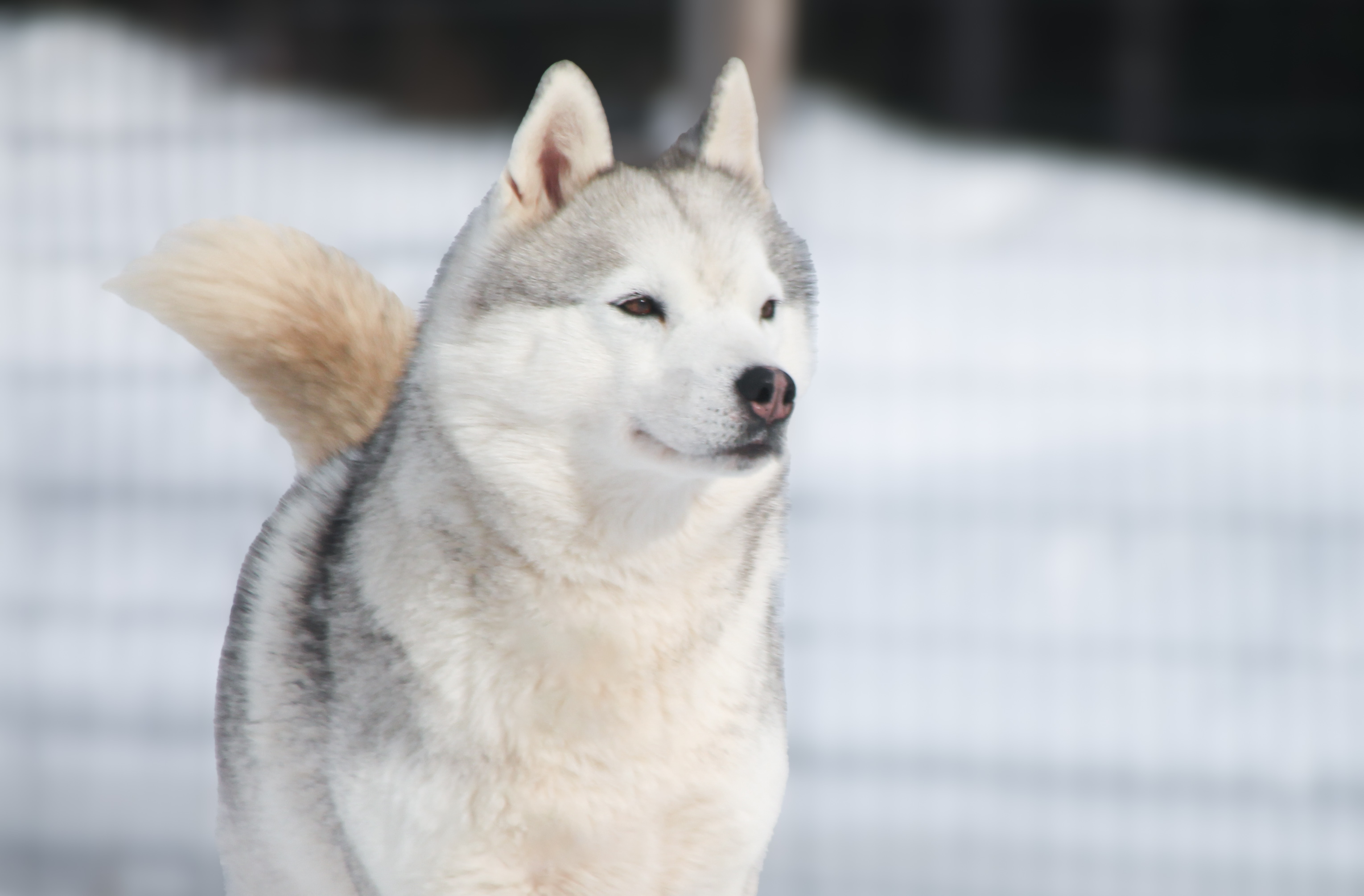 Bedarra Knock-Knock-Knock Penny 