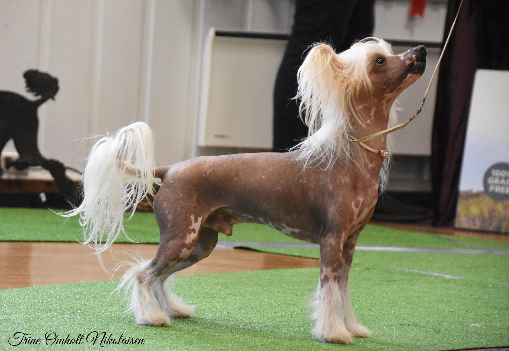 Trigg - No CH Girls Girls Groovy Moves